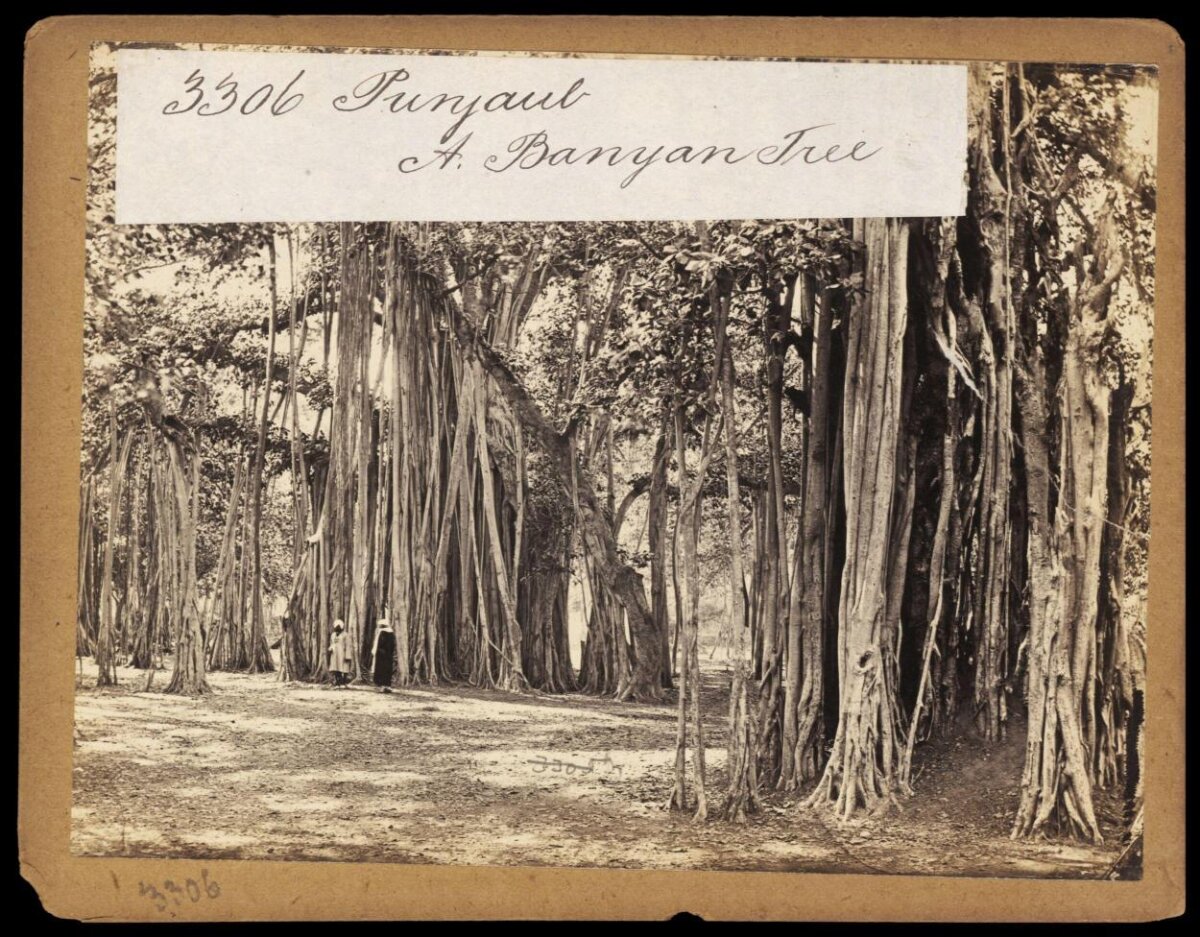 Vintage Photo of Punyaul Banyan Tree