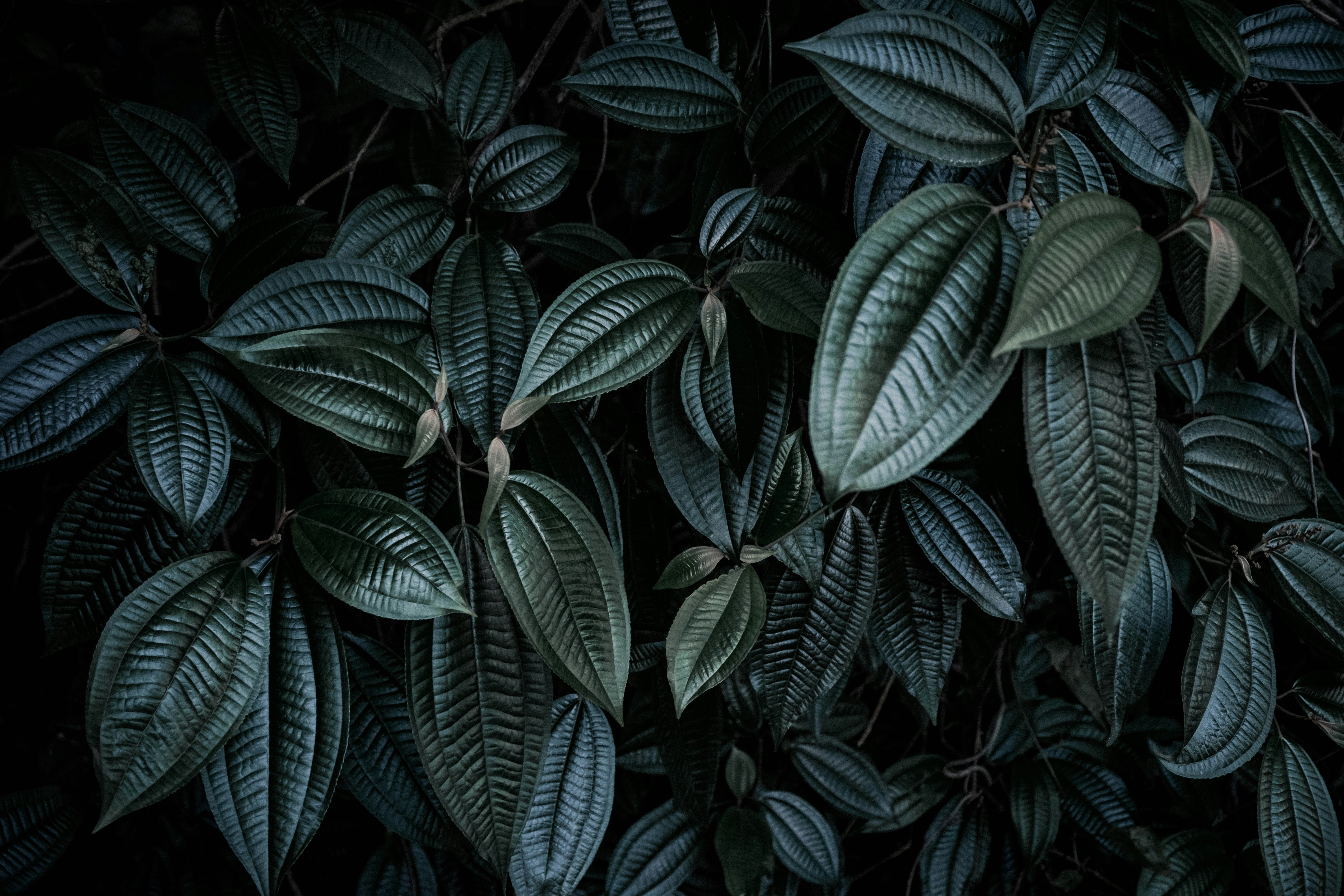 Dark Textured Tropical Leaves