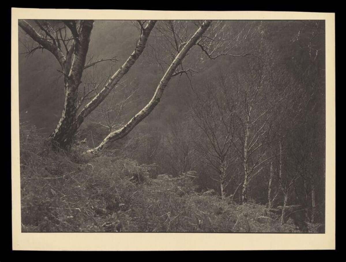 Misty Hillside Birch Forest