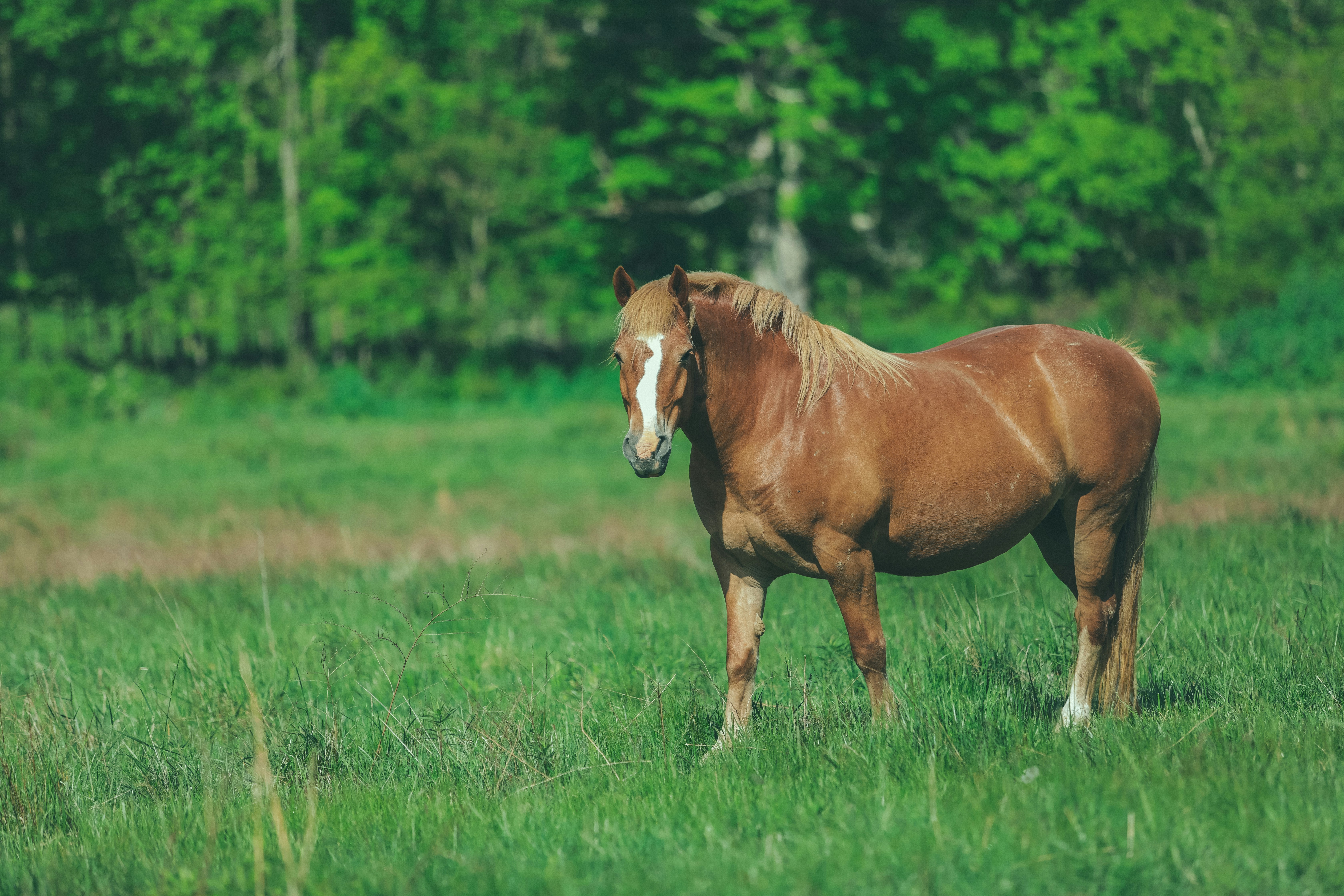 Chestnut Horse Standing In Green Meadow