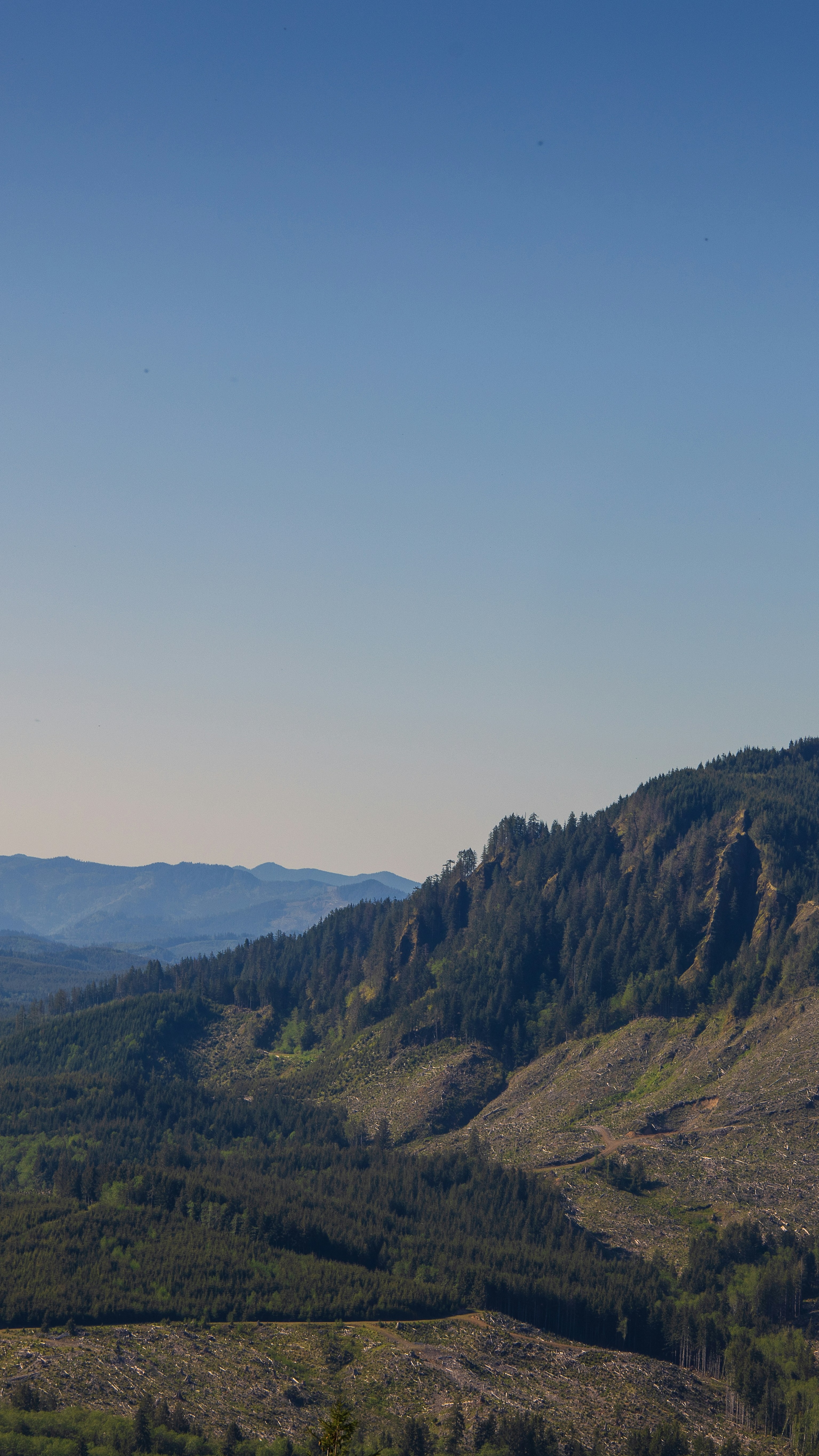 Forested Mountain Clear Cut Landscape