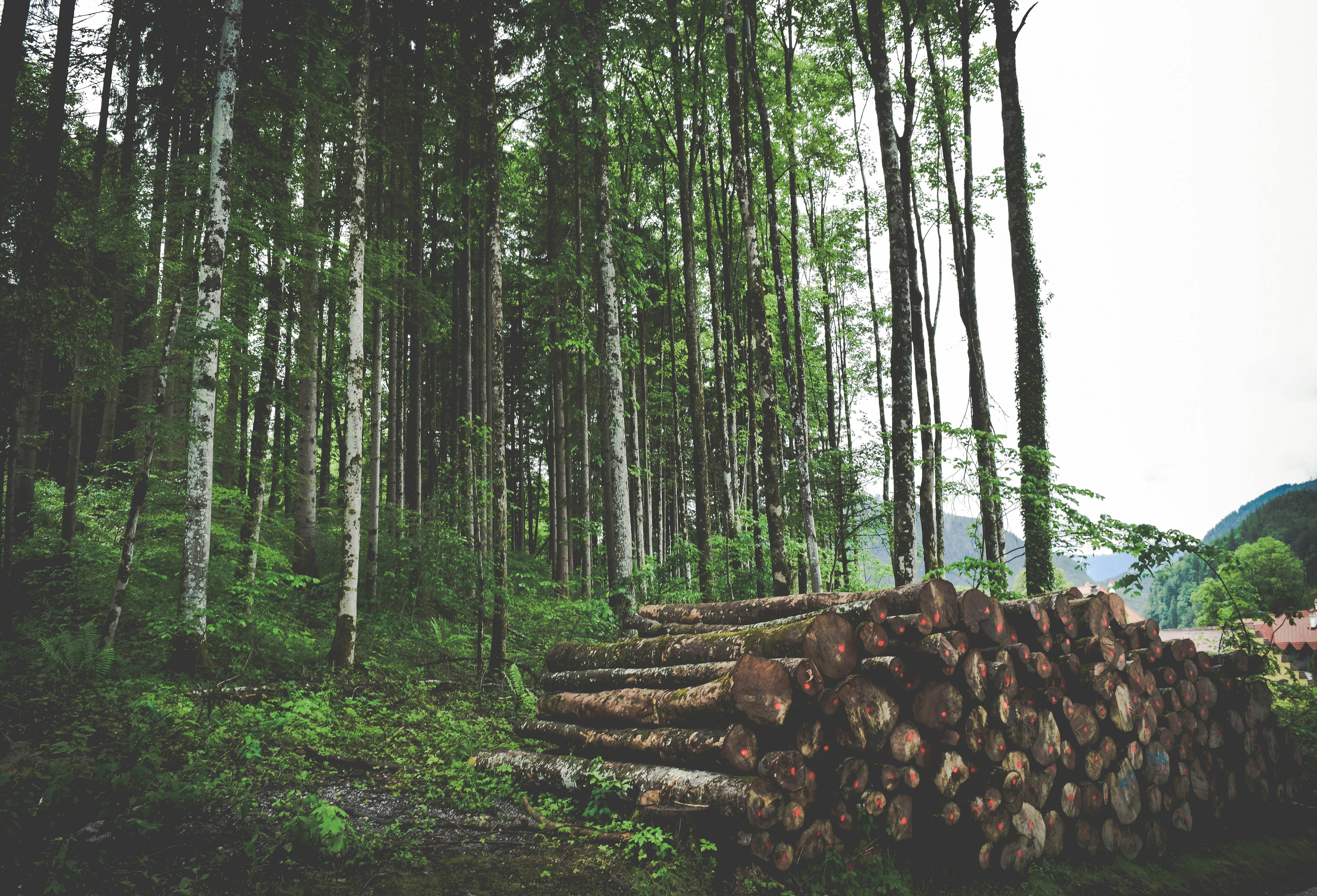 Stacked Logs at Forest Edge