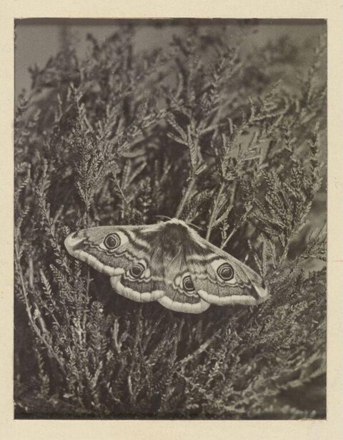 Large Eyed Moth Resting on Heather