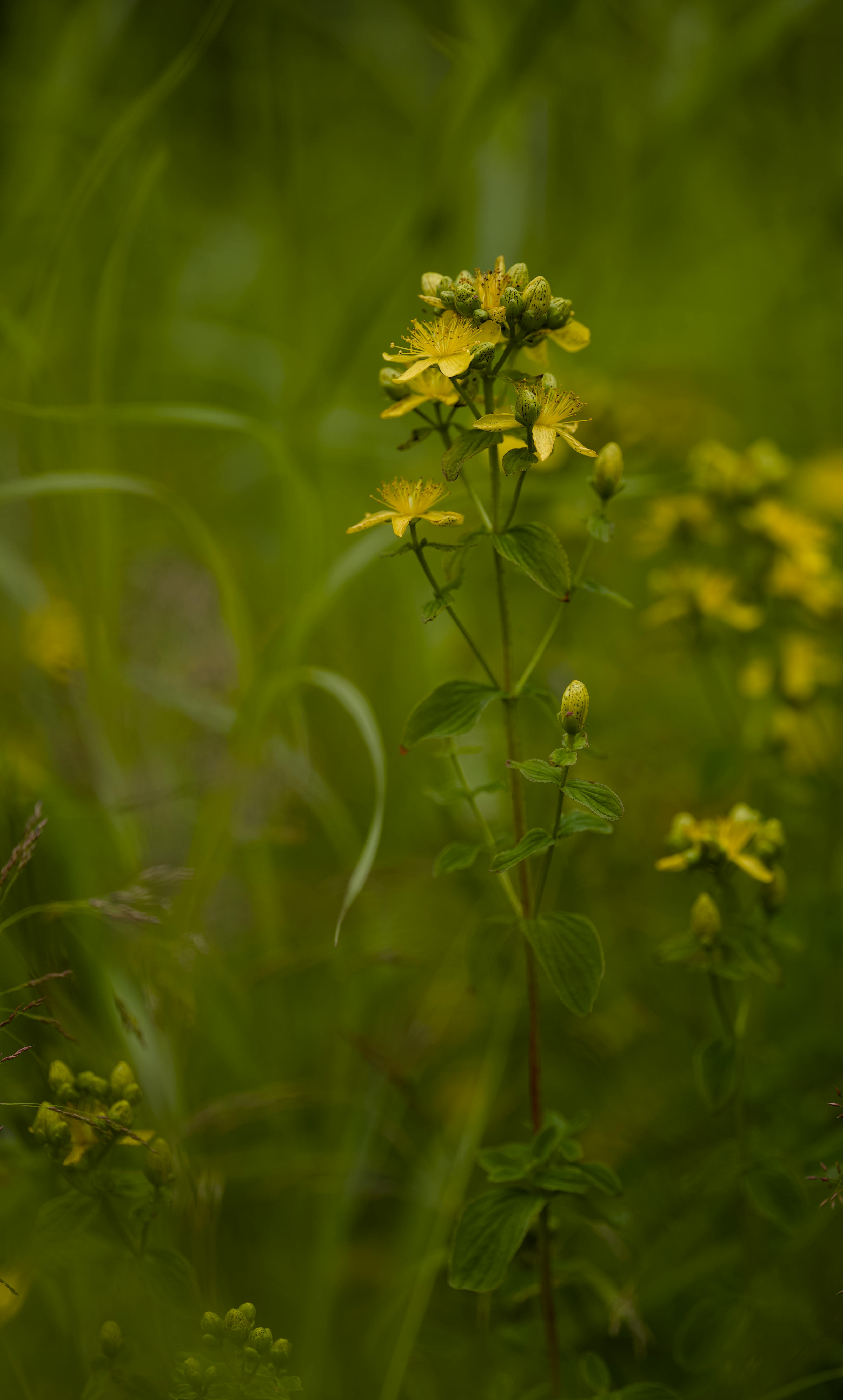 Yellow St. John's Wort in Green Grass