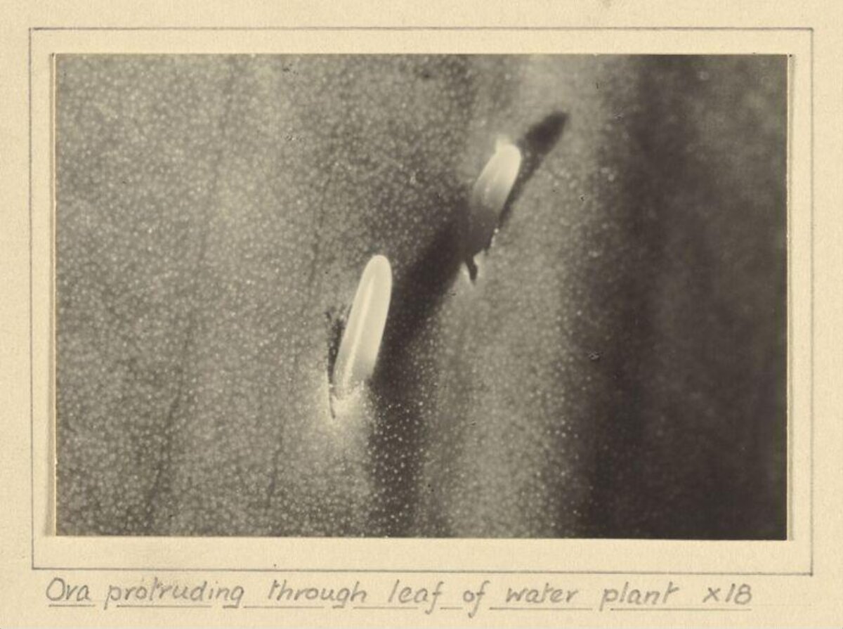 Ora Protruding Through Water Plant Leaf