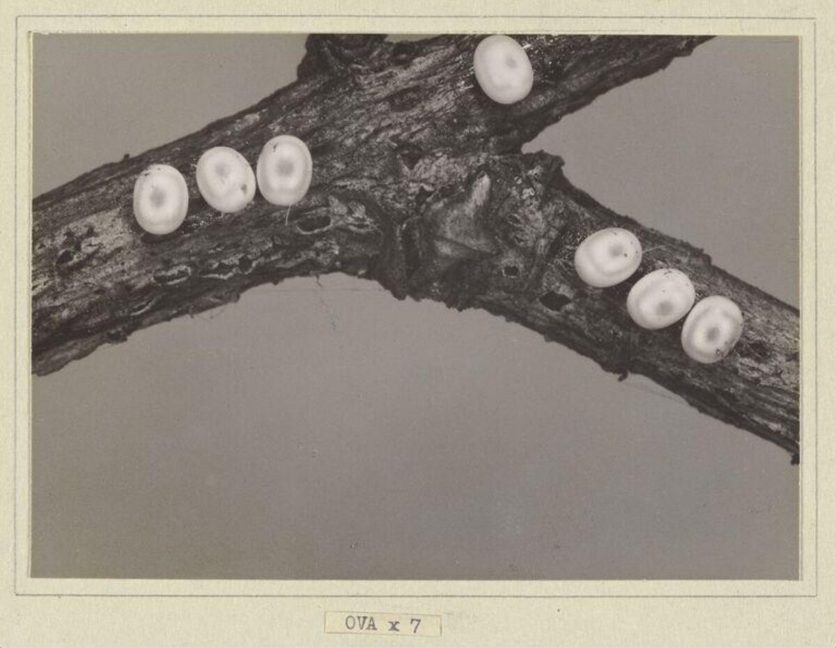 Seven Insect Eggs on Tree Branch