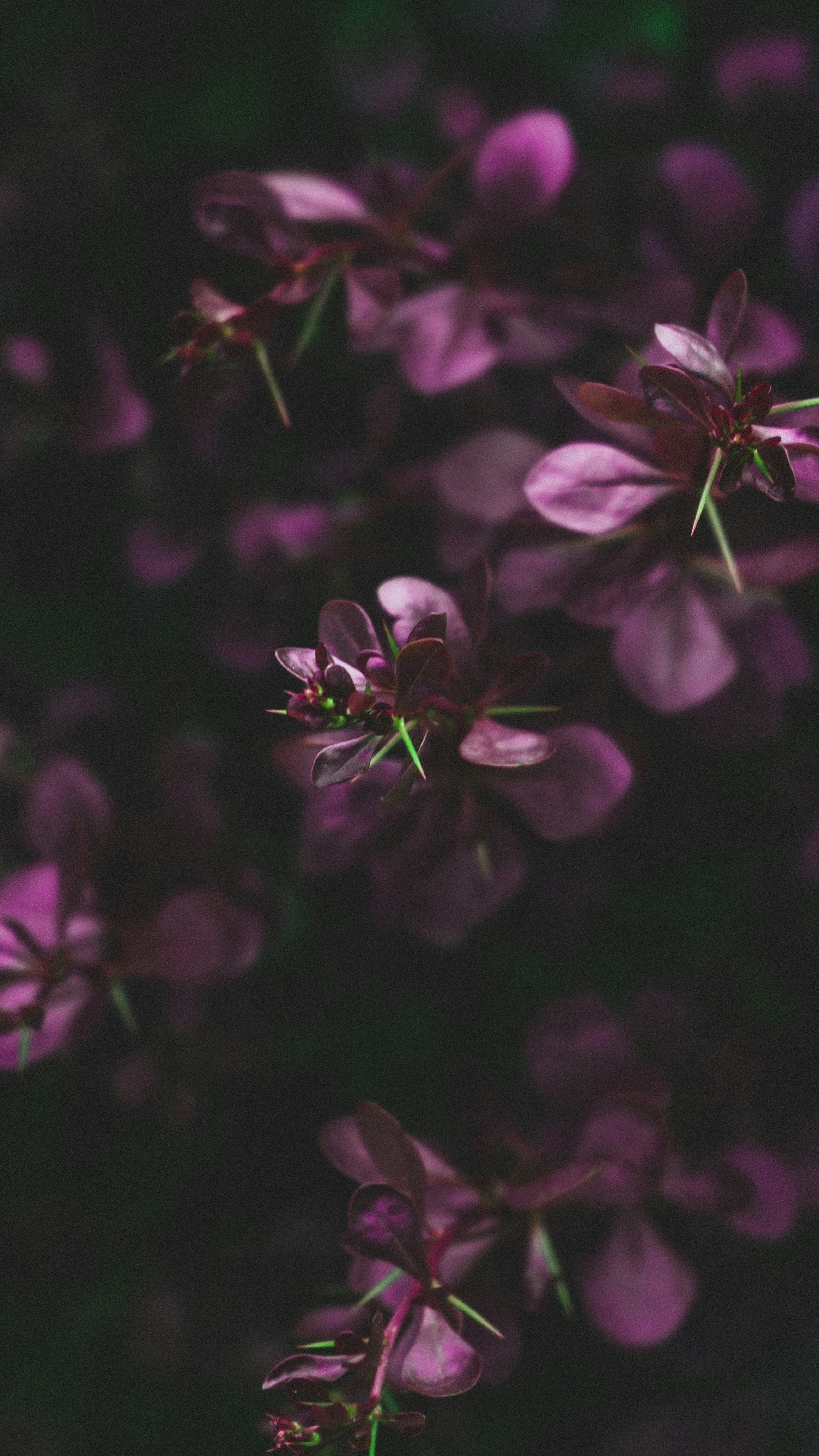 Wallpapers