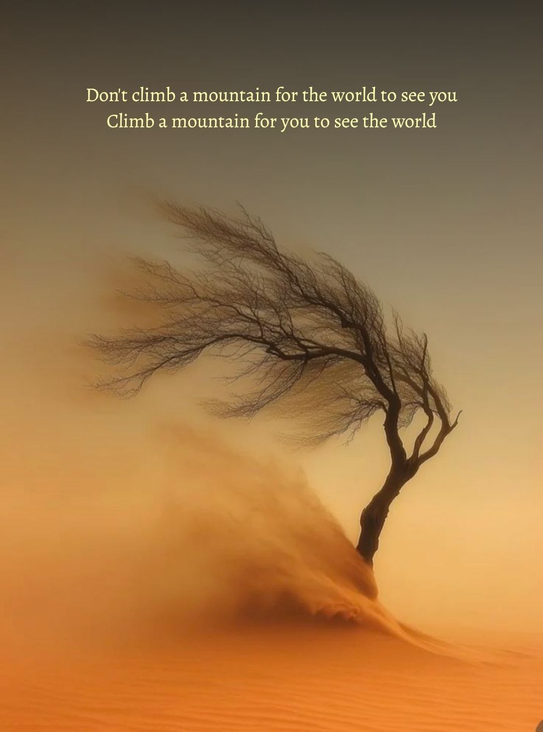 Windblown Lone Tree in Desert