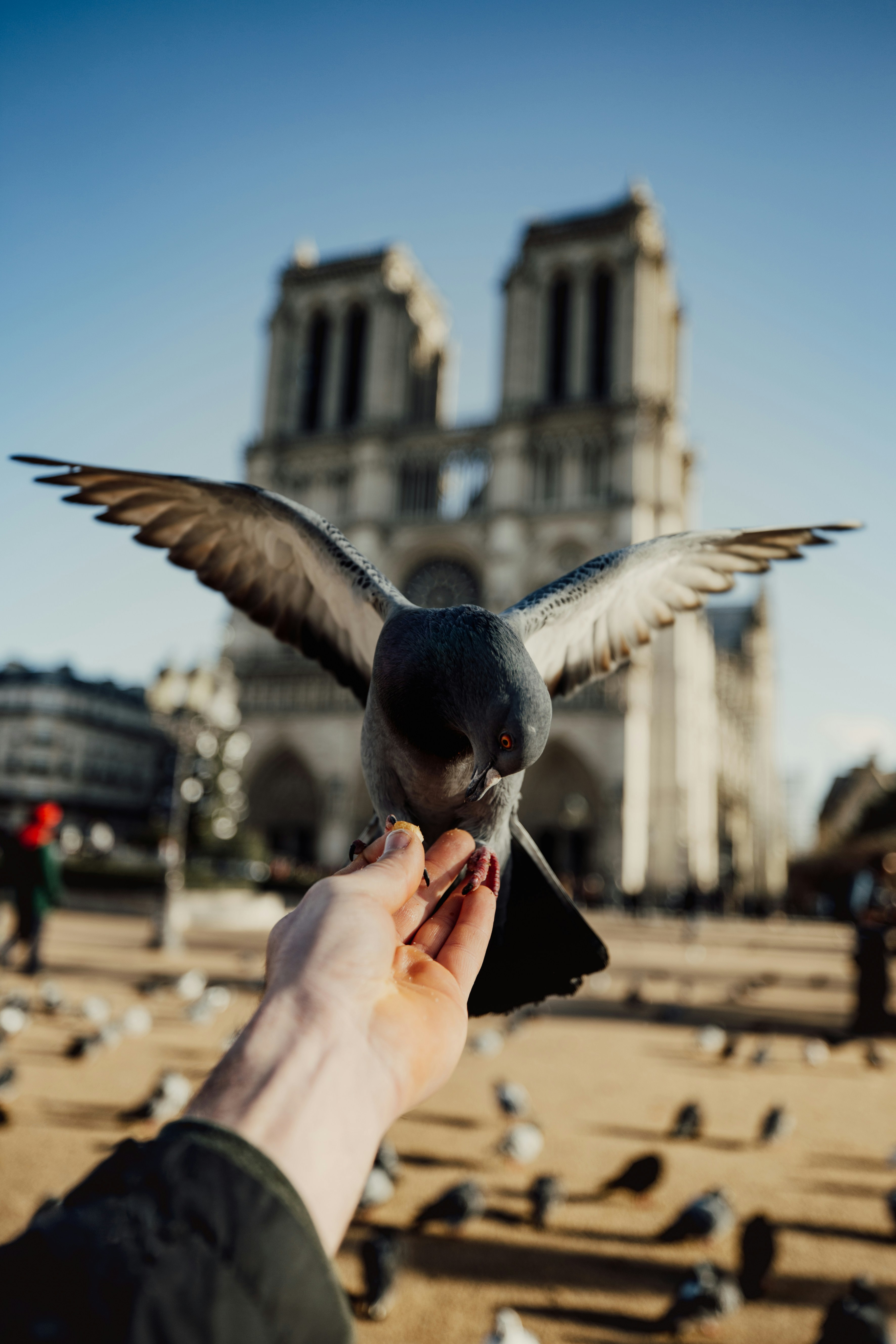 Pigeon Feeding in Front of Notre Dame