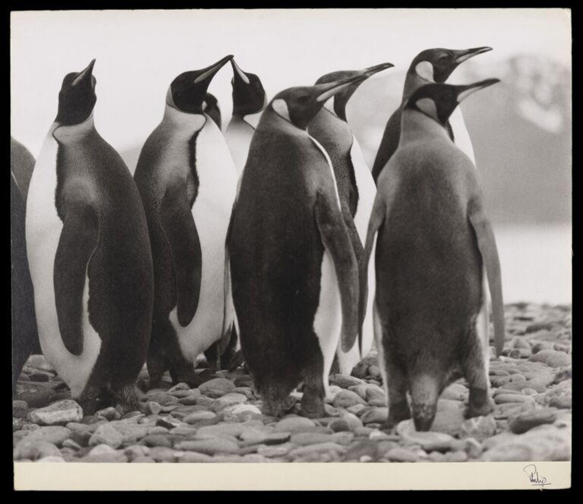 Flock of Emperor Penguins on Pebbly Beach