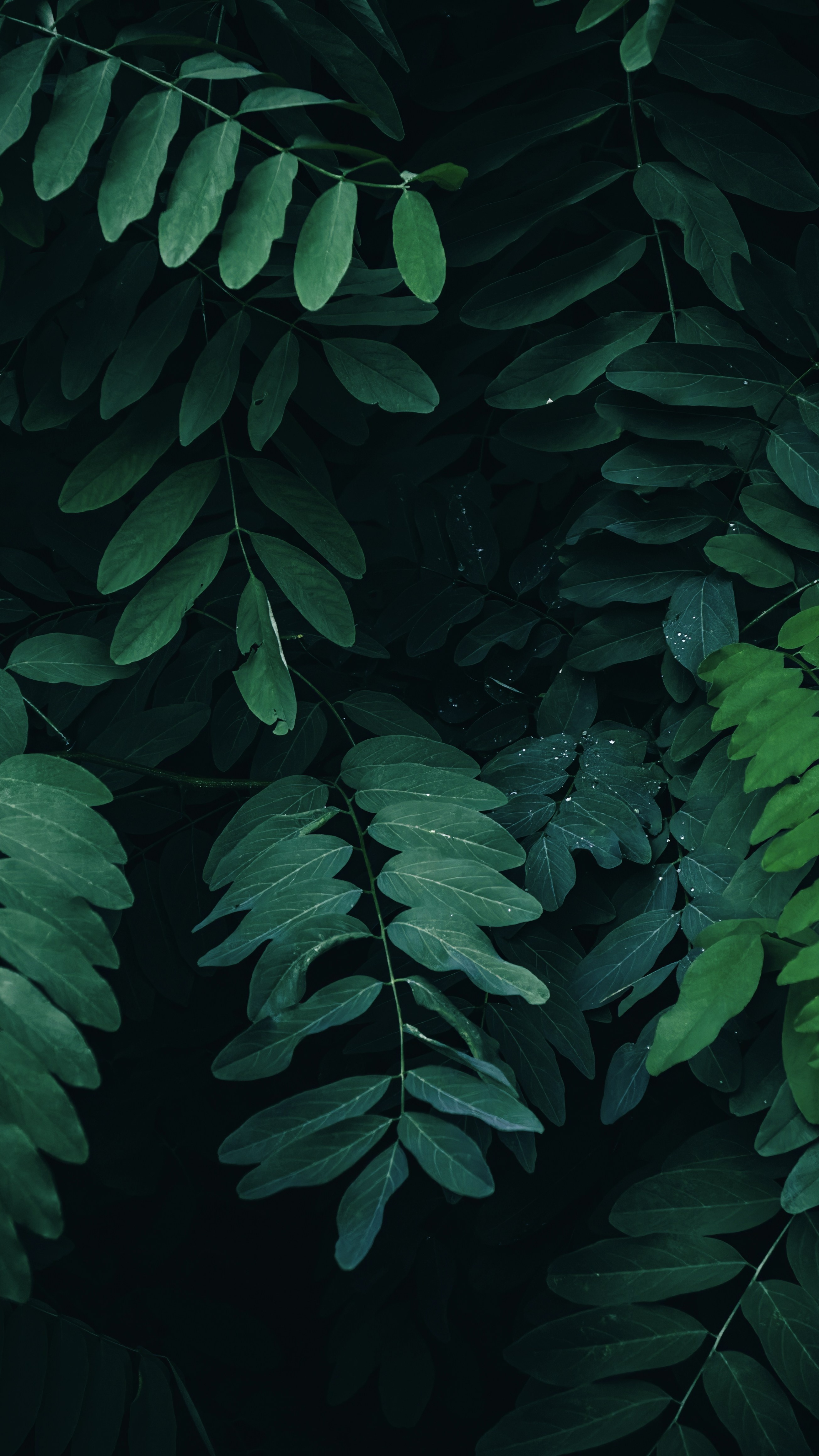 Wallpapers
