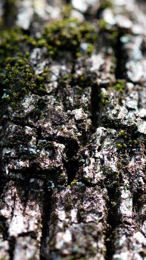 Tree Bark With Growing Moss