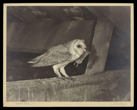 Barn Owl with Prey