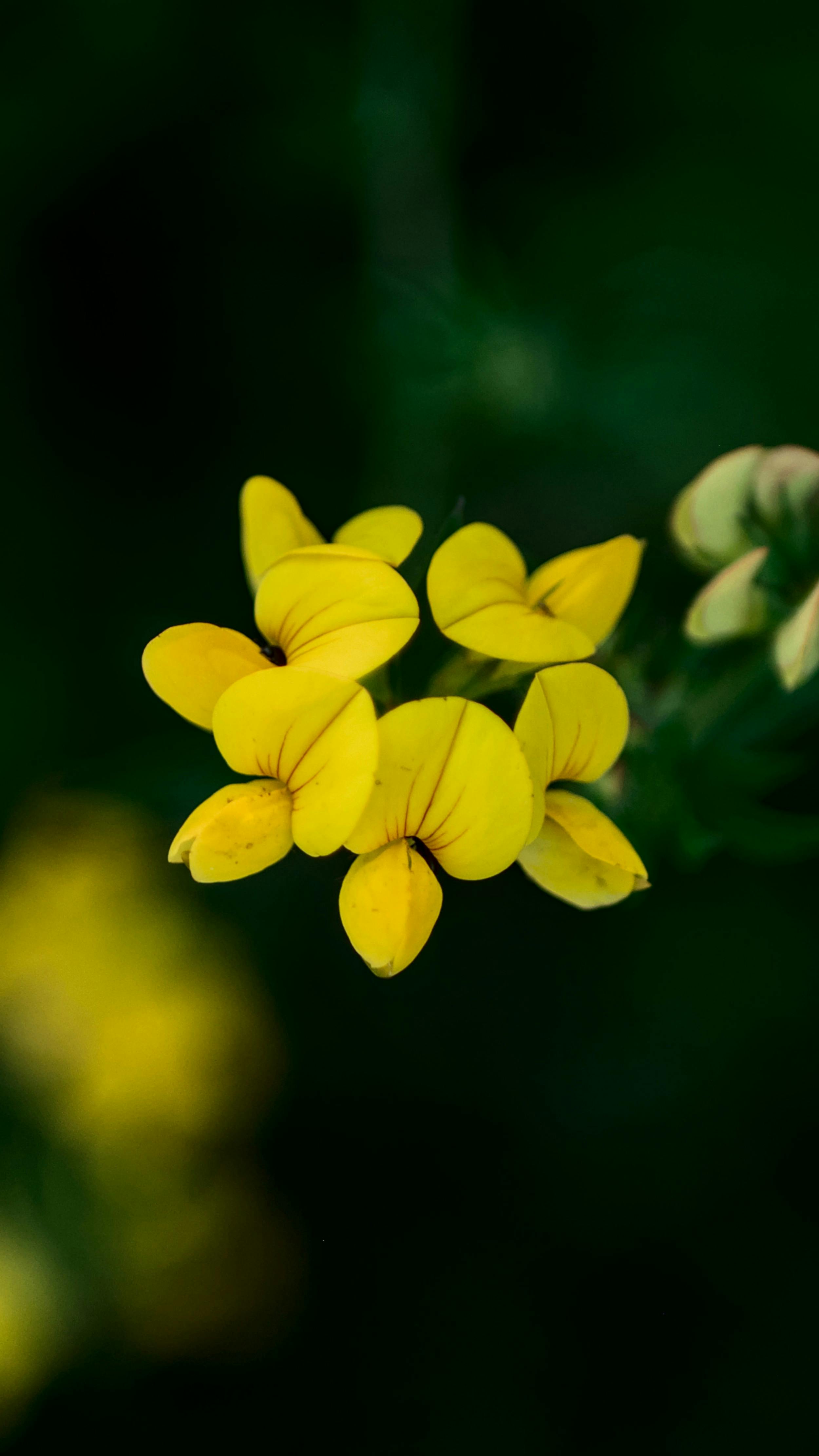 Cluster of Bright Yellow Wildflowers
