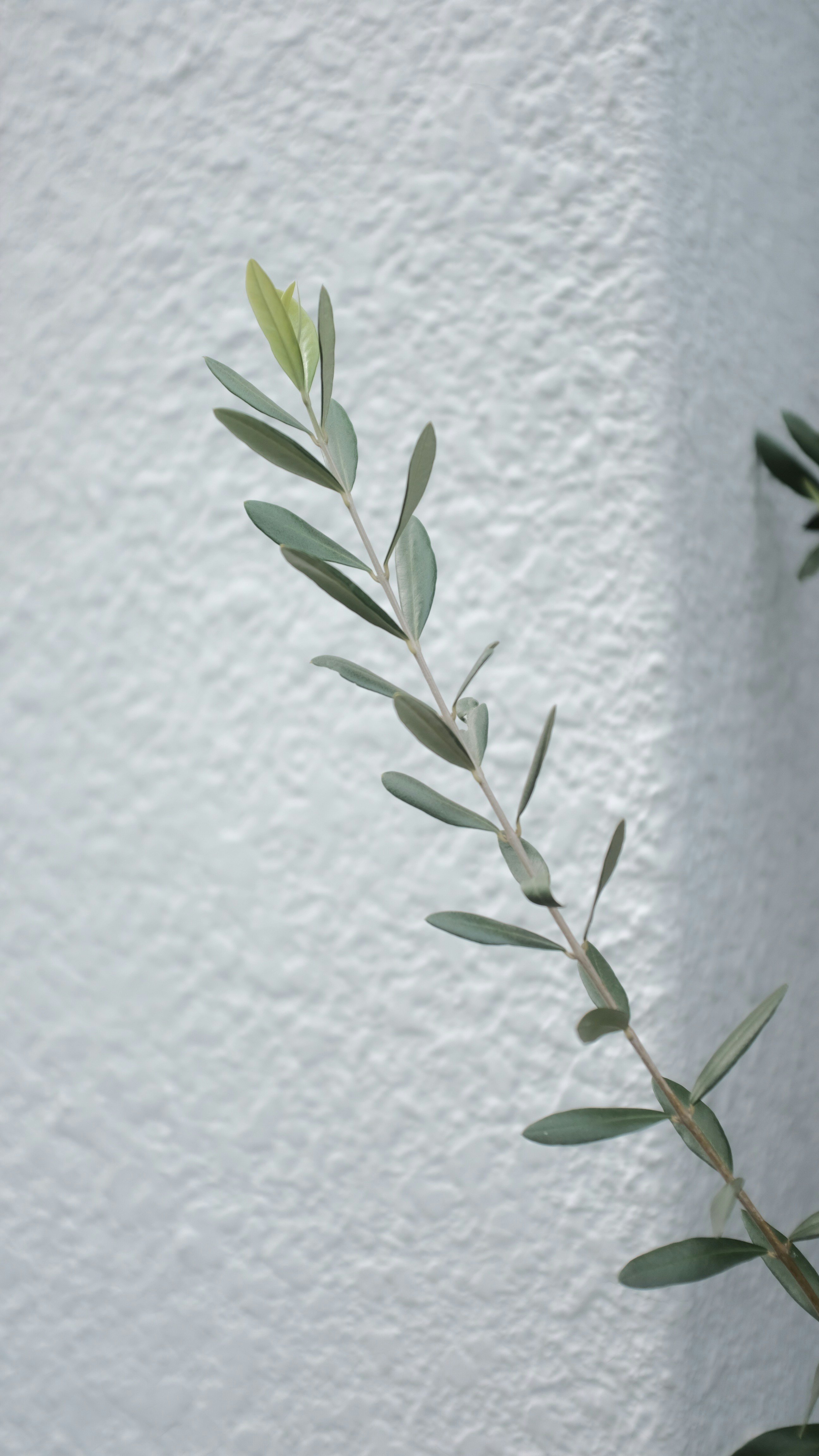 Olive Branch Against Textured Gray Wall