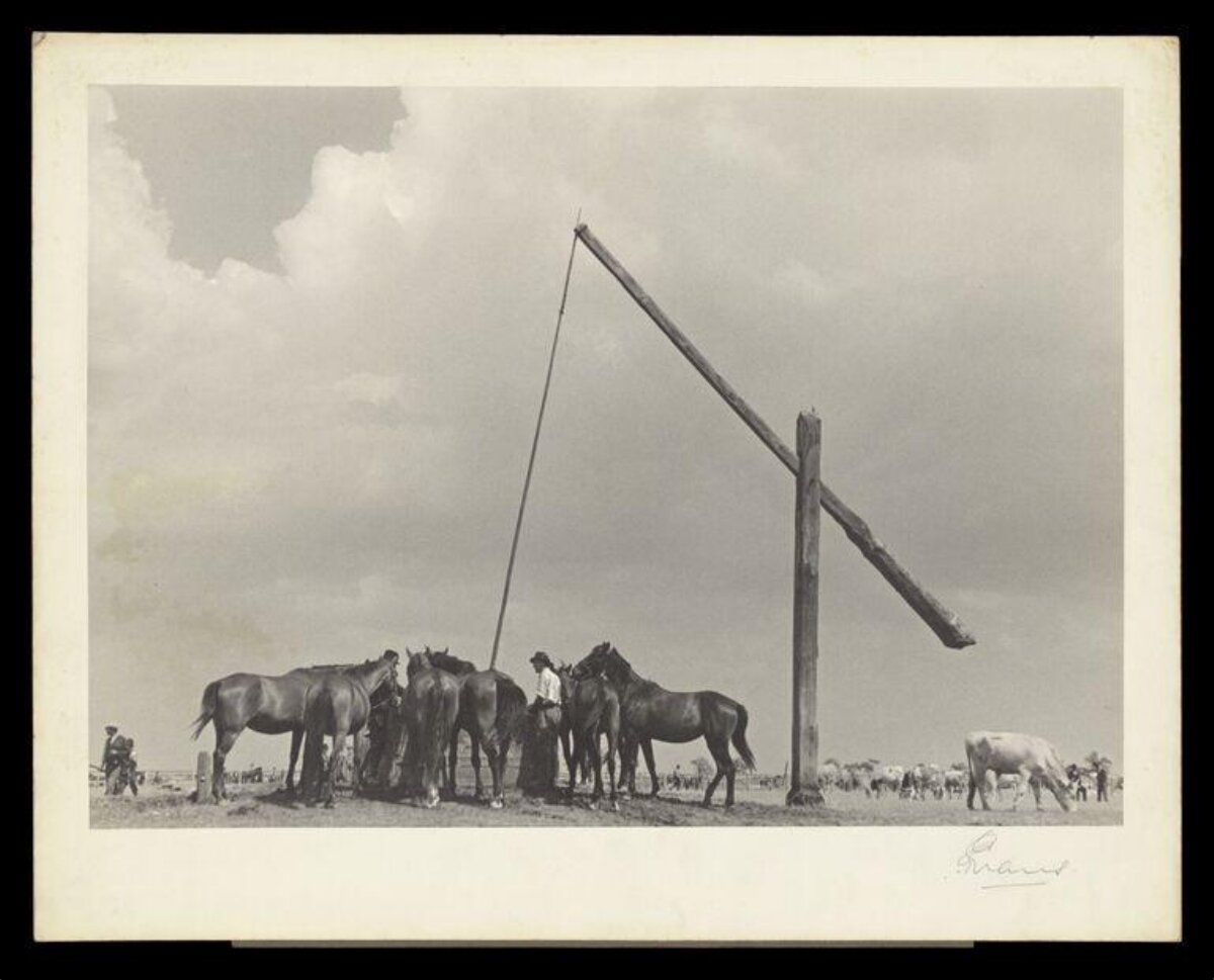 Horses Gathering at Ranch Well