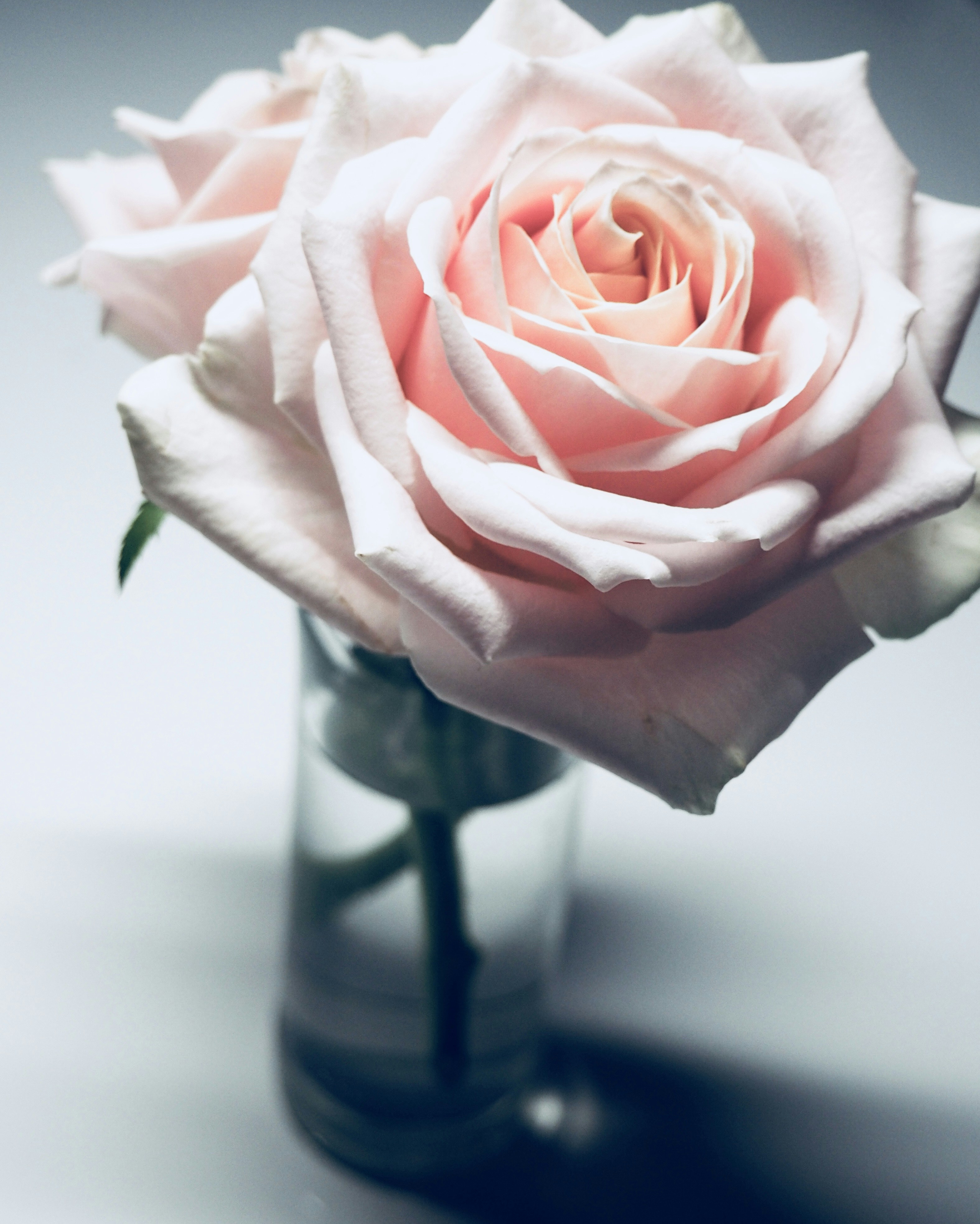 Two Pink Roses In Glass Vase