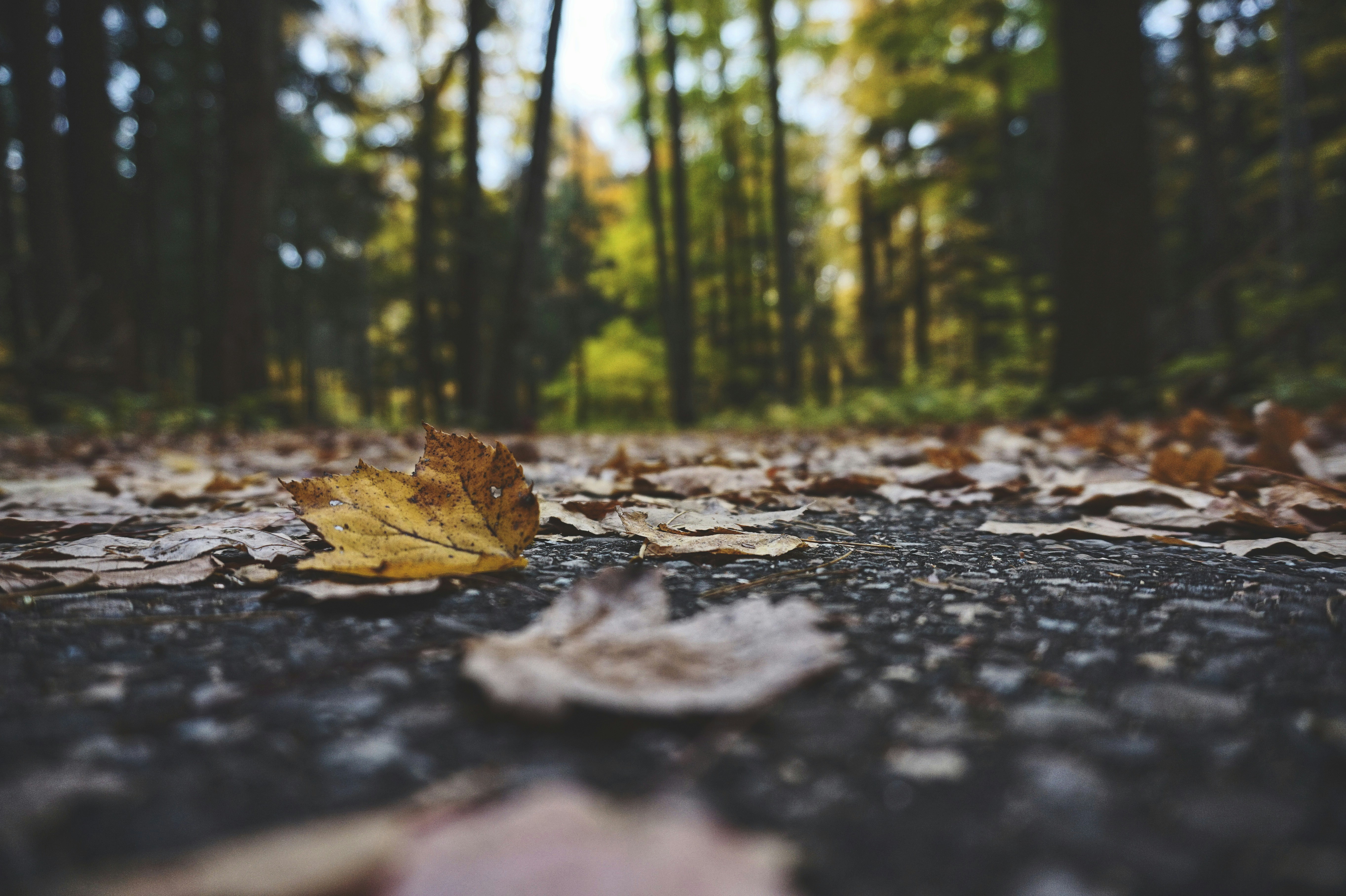 Autumn Forest Path with Fallen Leaves
