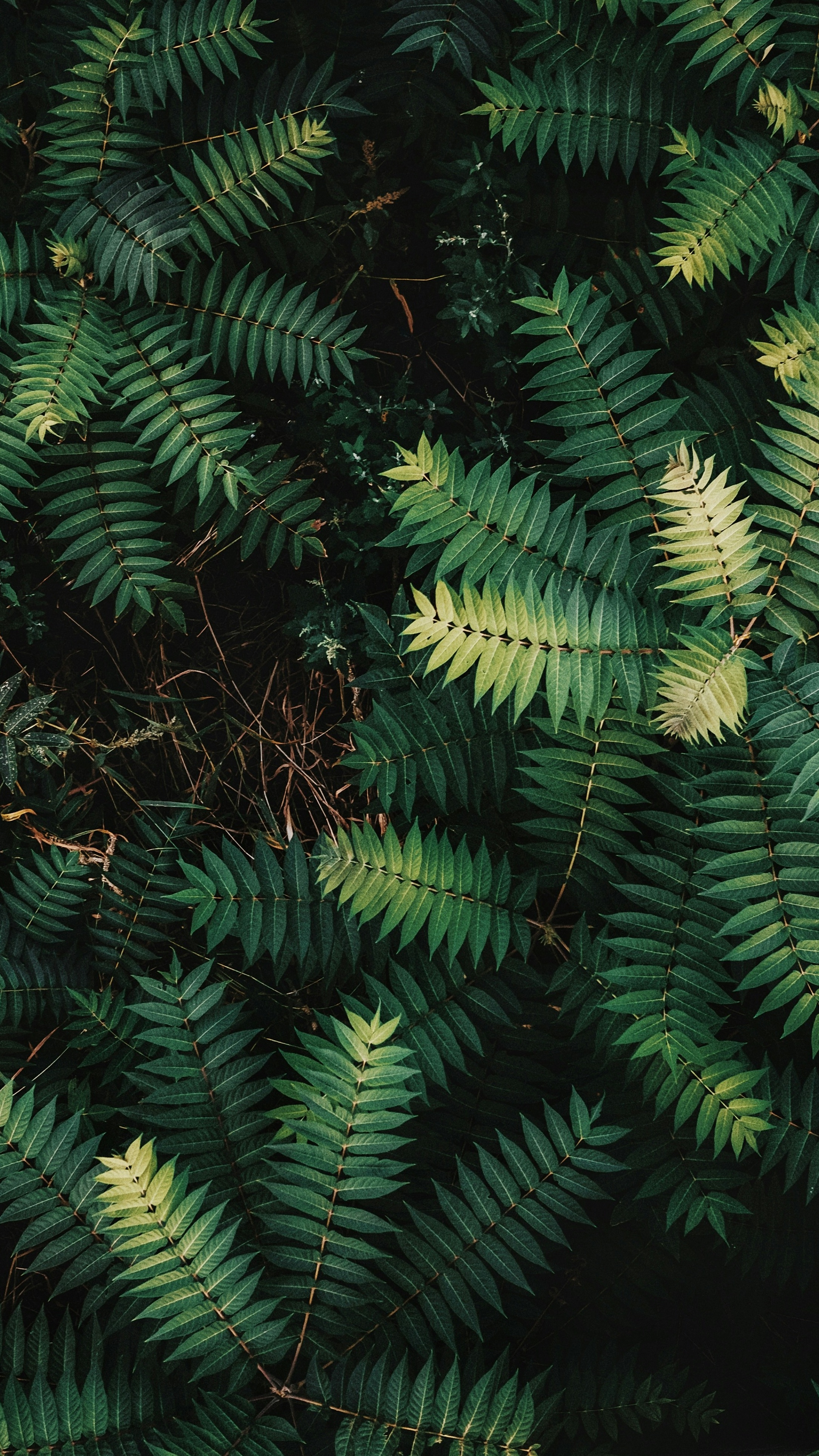 Wallpapers