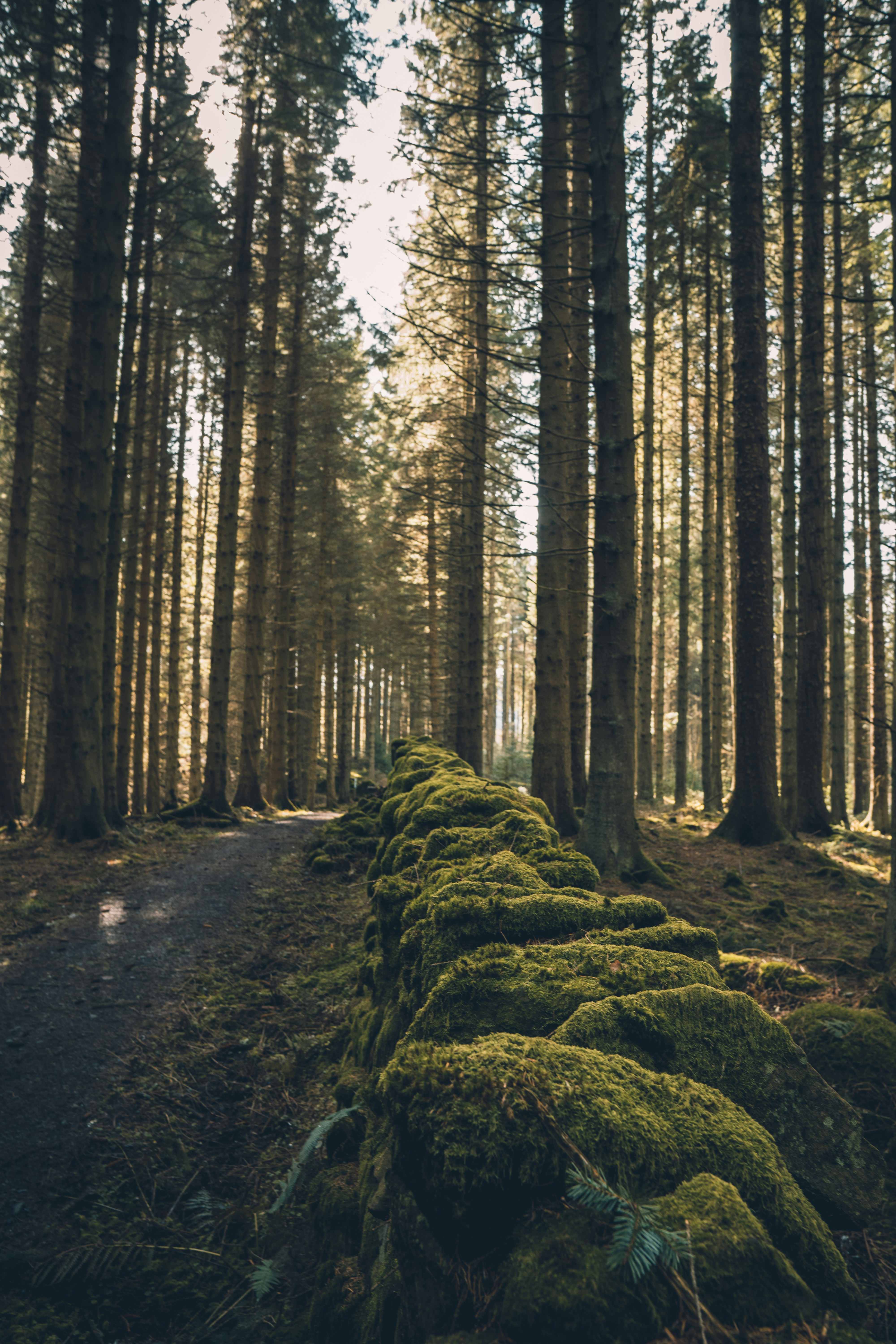Mossy Stone Wall Along Forest Path
