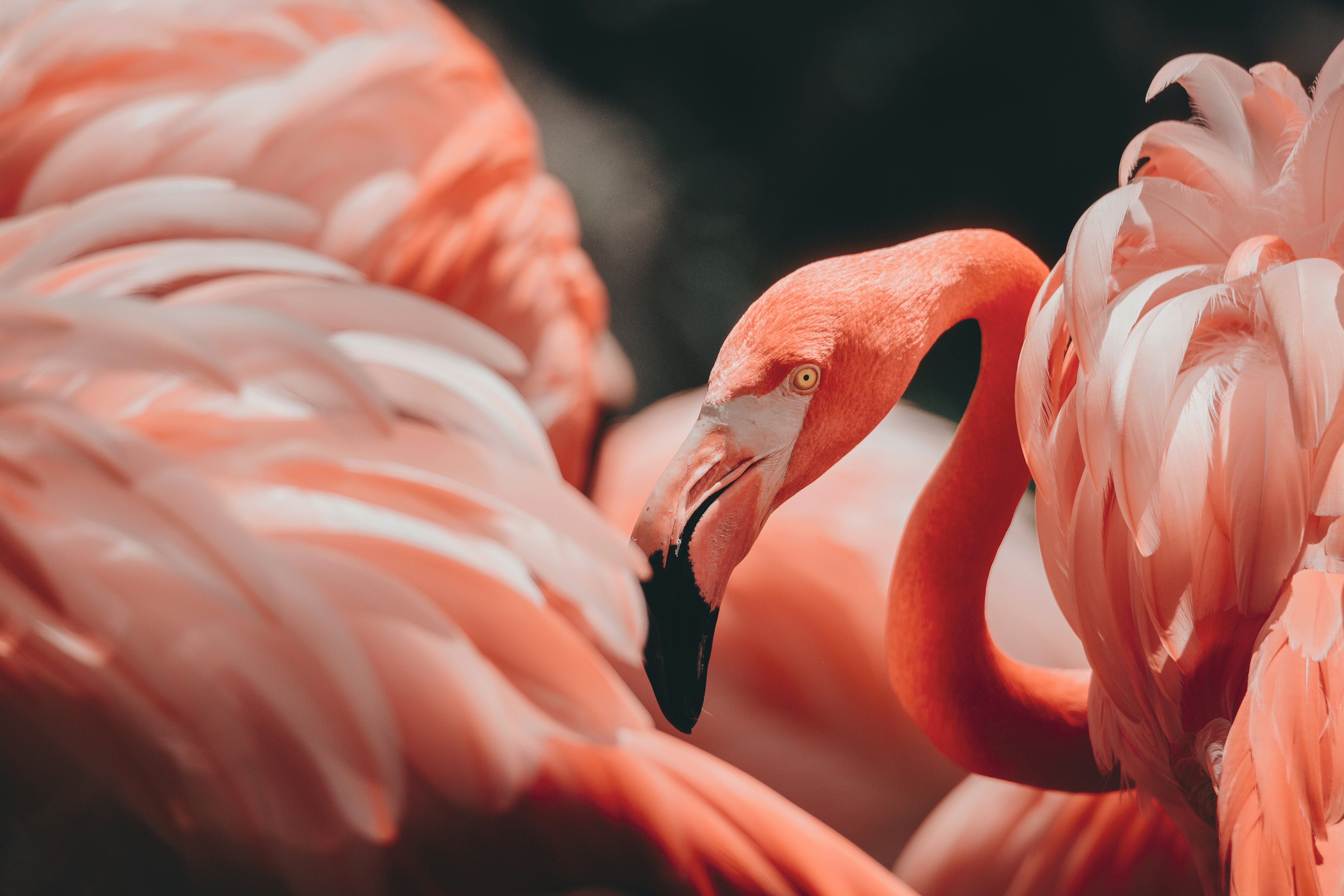 Close Up of Pink Flamingos