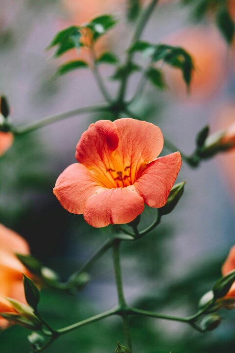 Close-up of Orange Trumpet Flower