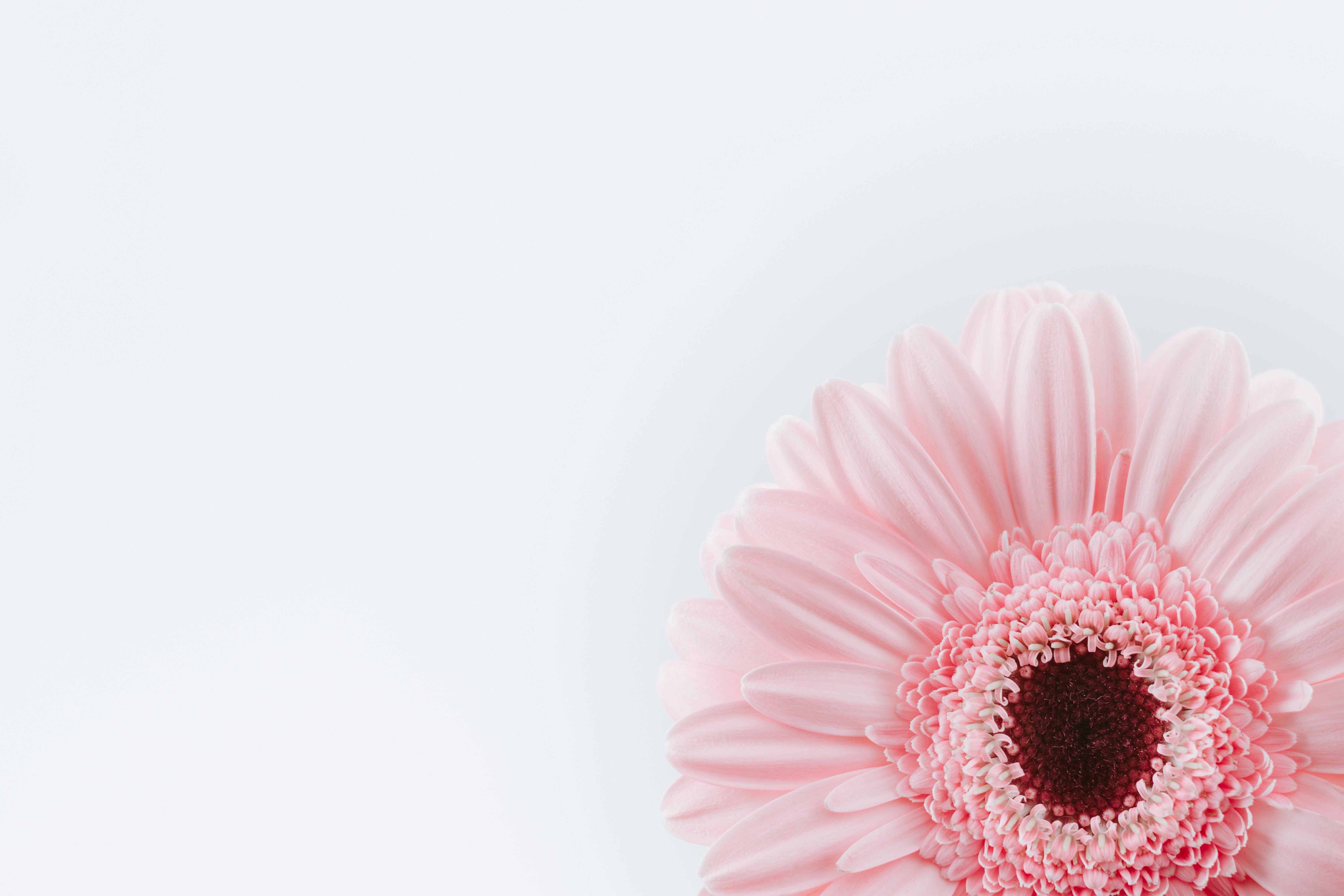 Pink Gerbera on Light Background