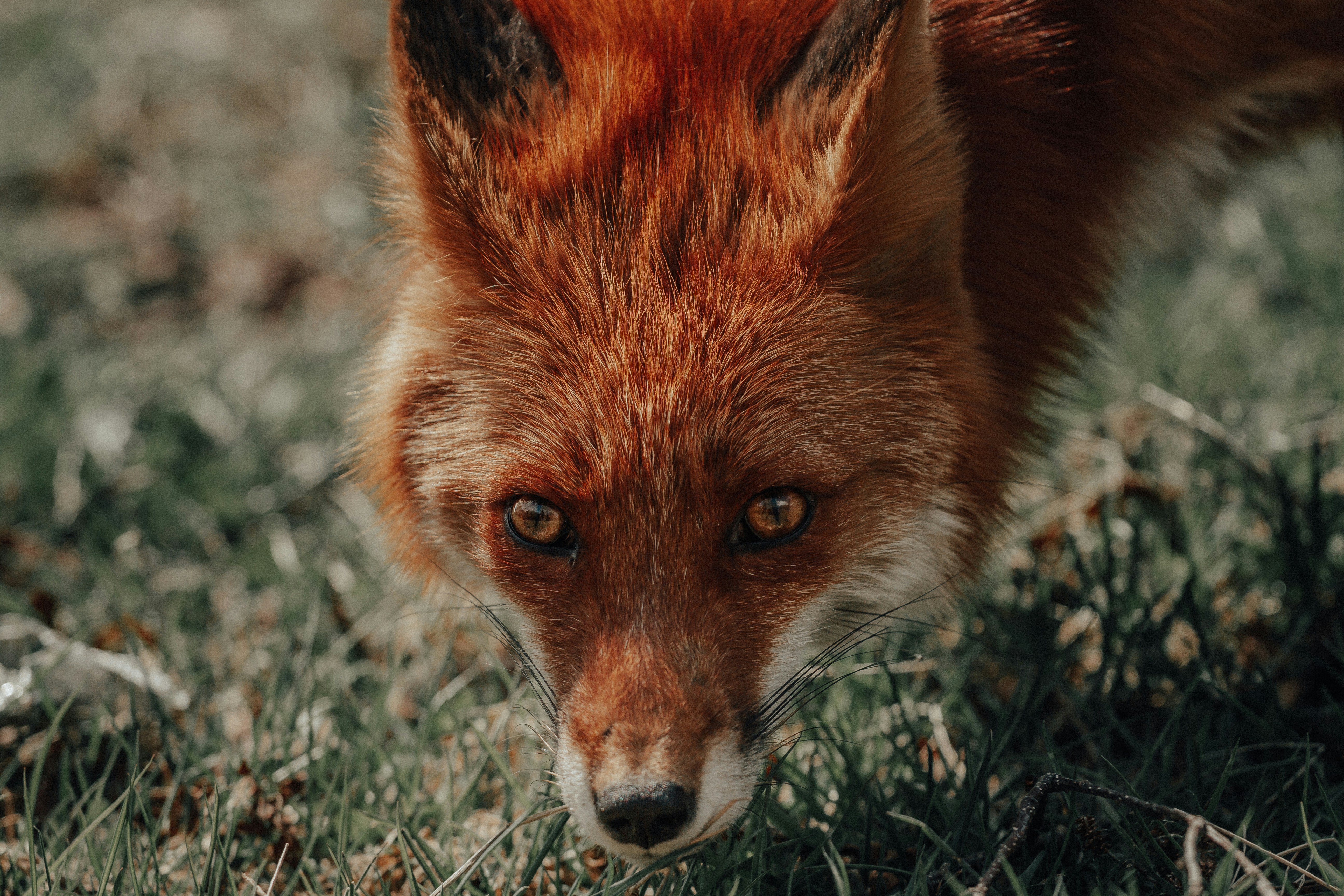 Close Up of a Red Fox