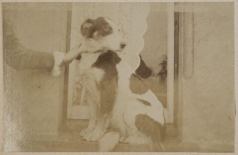 Vintage Photo of a Seated Dog