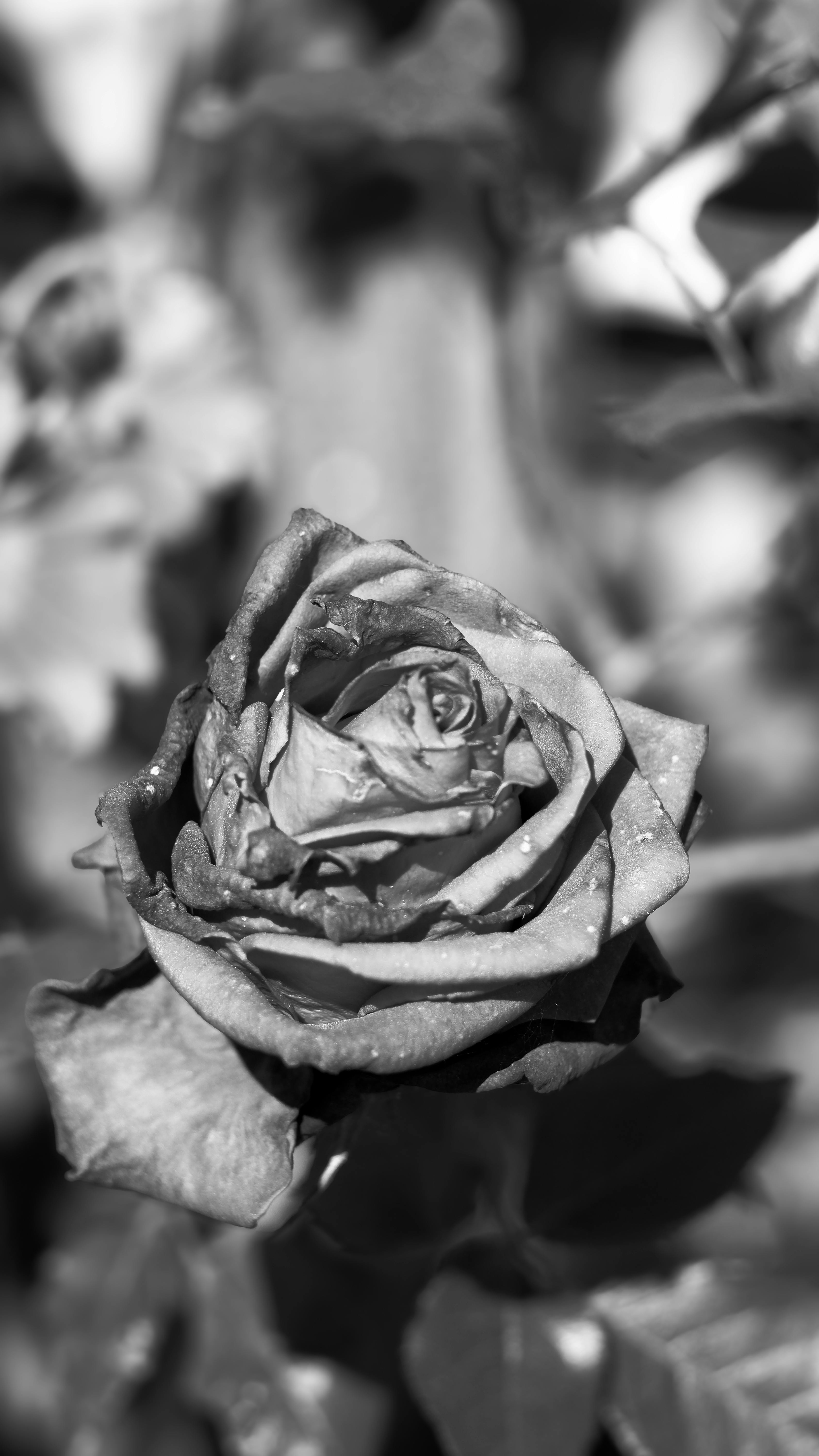 Black and White Wilted Rose