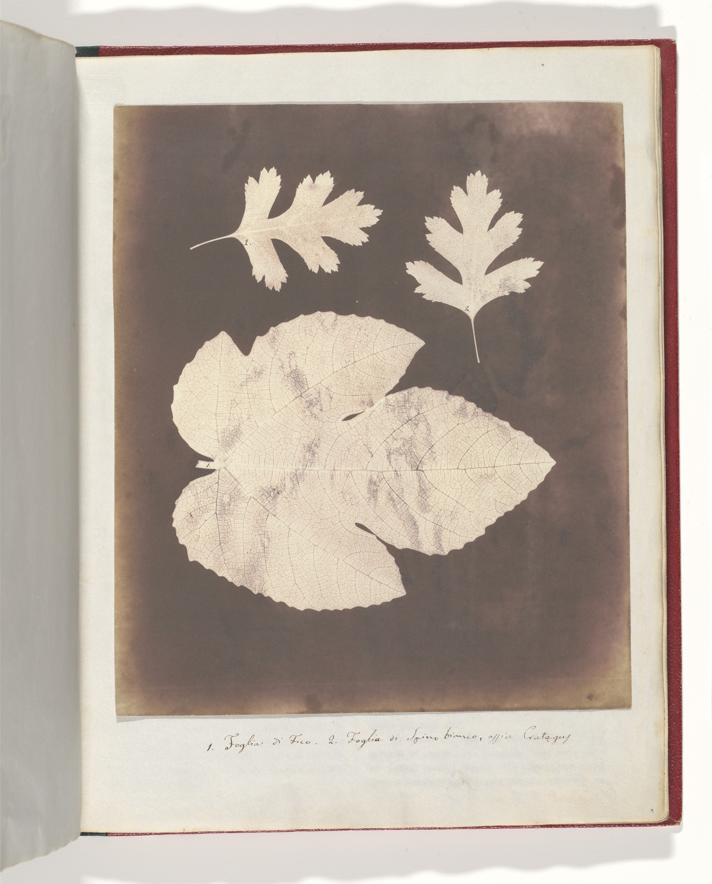 Pressed Leaf Specimens in Herbarium Album