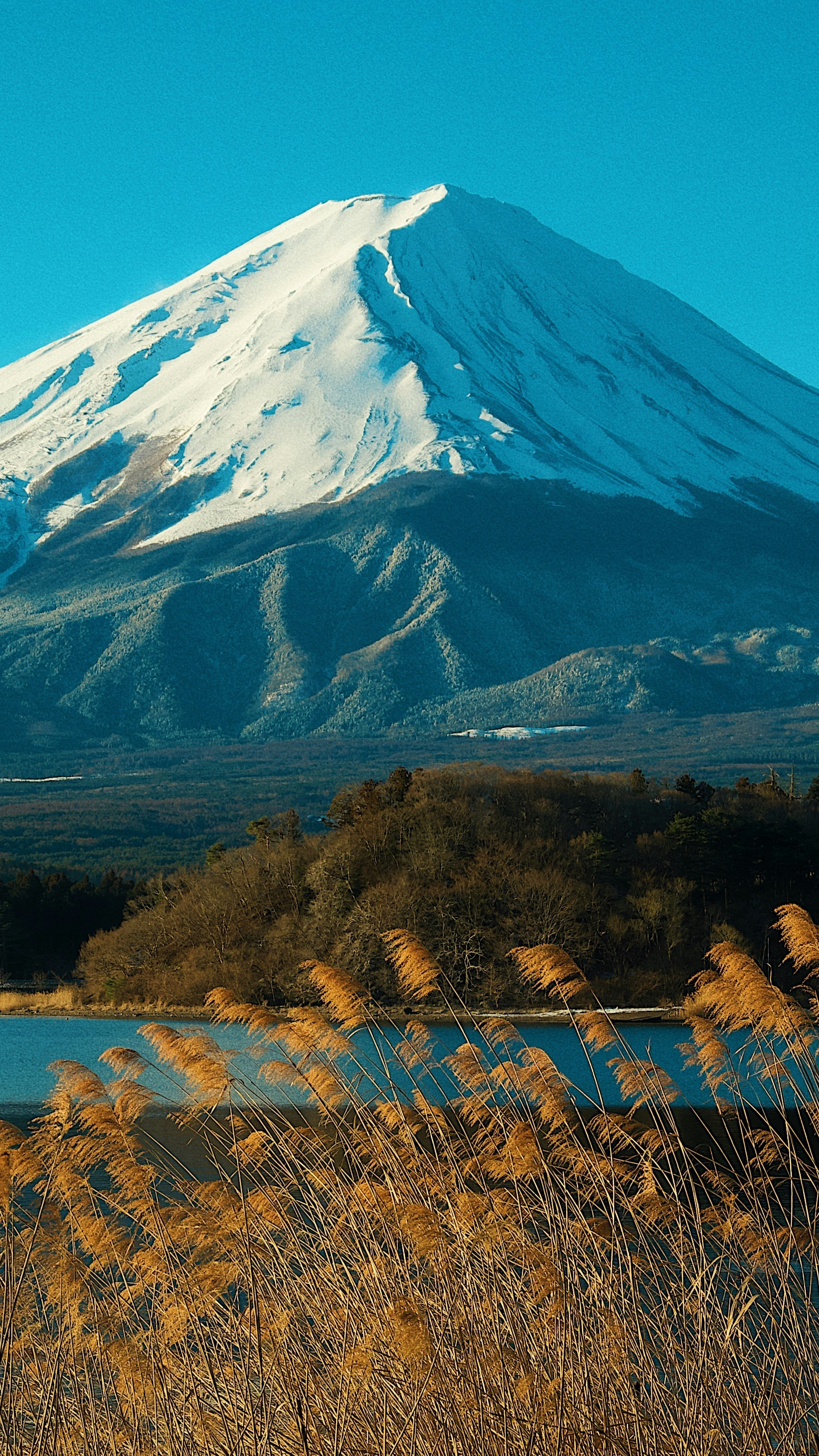 Mount Fuji From Lake Shore