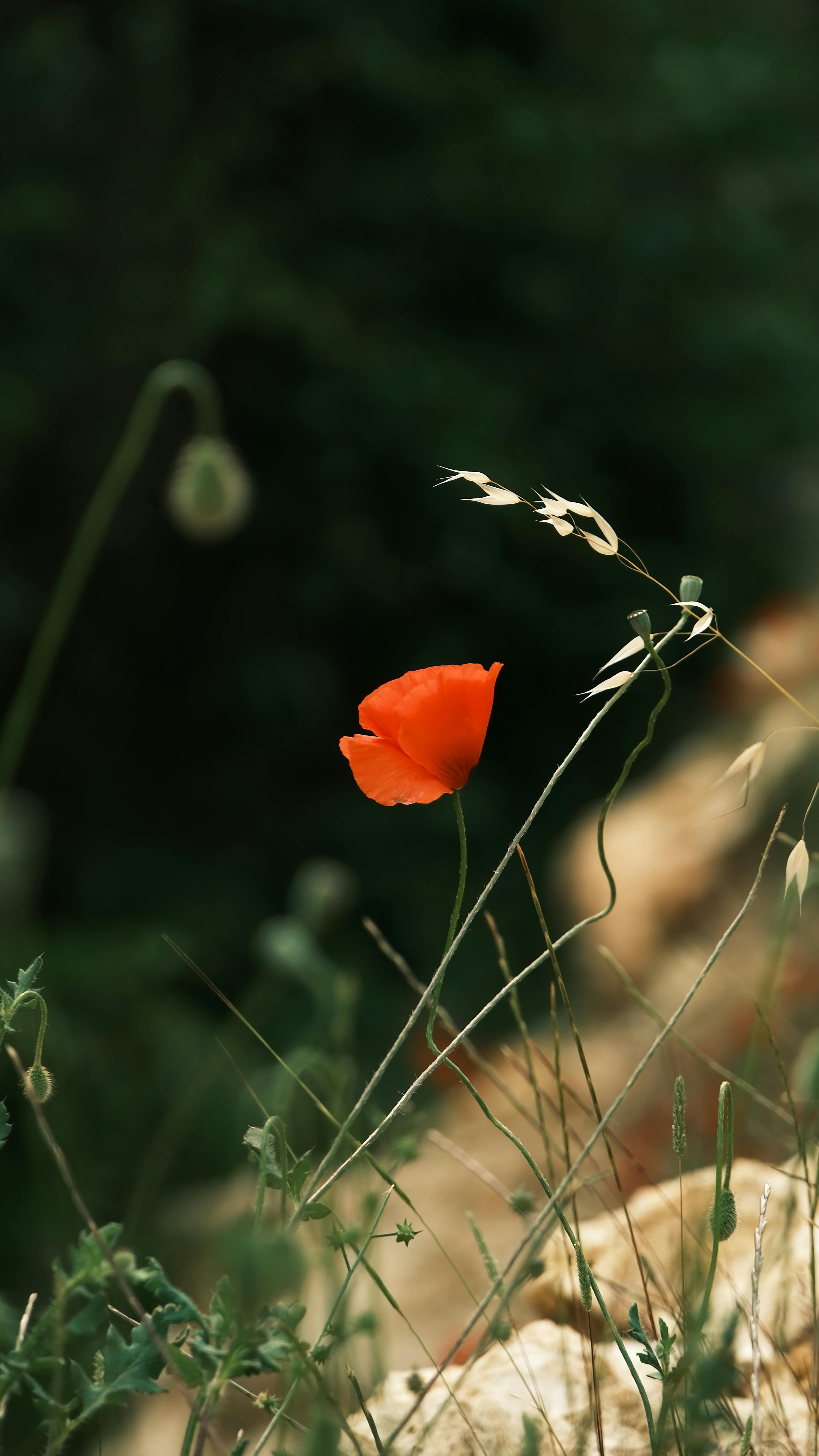 Single Red Poppy in Wild Grass