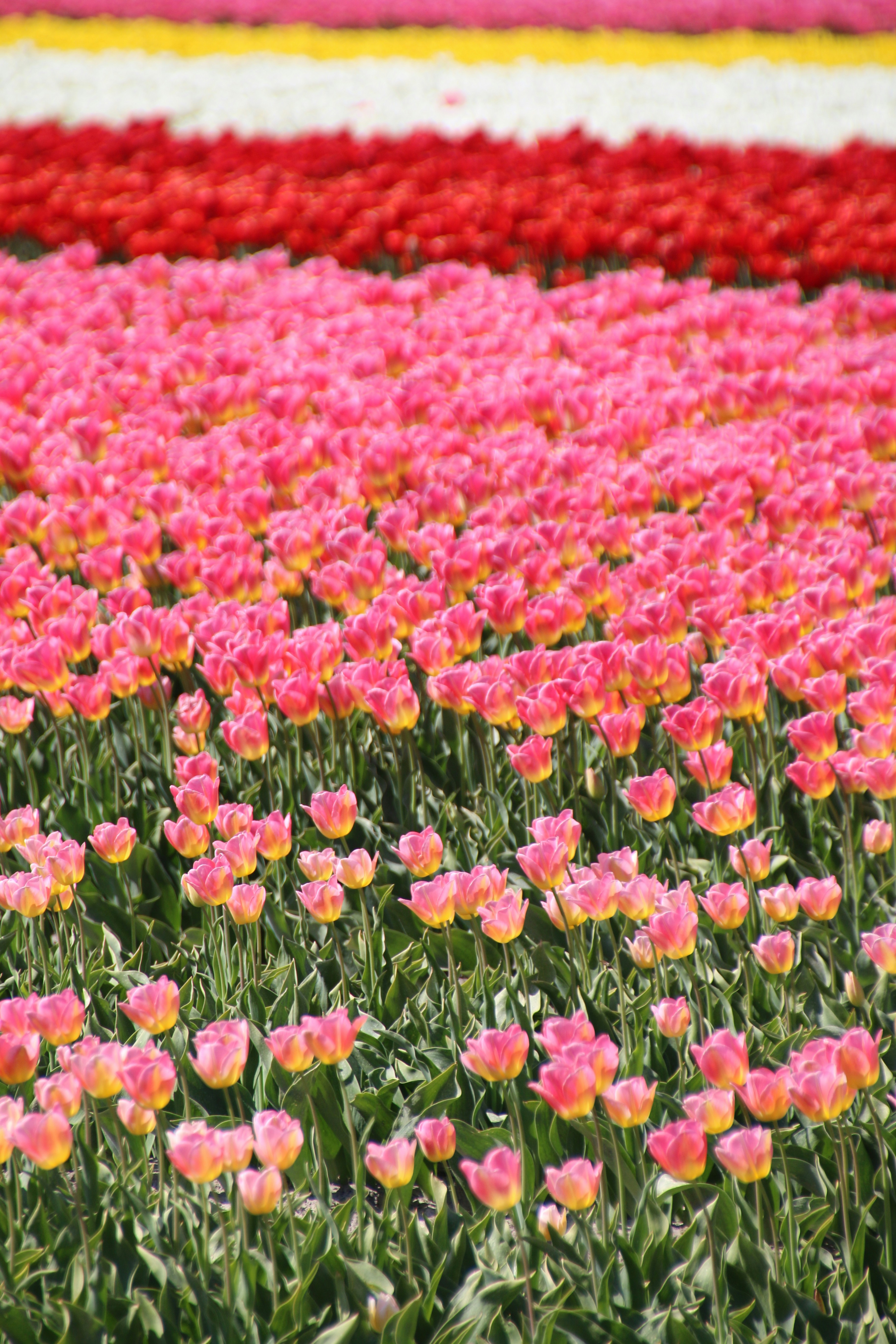 Colorful Striped Tulip Field