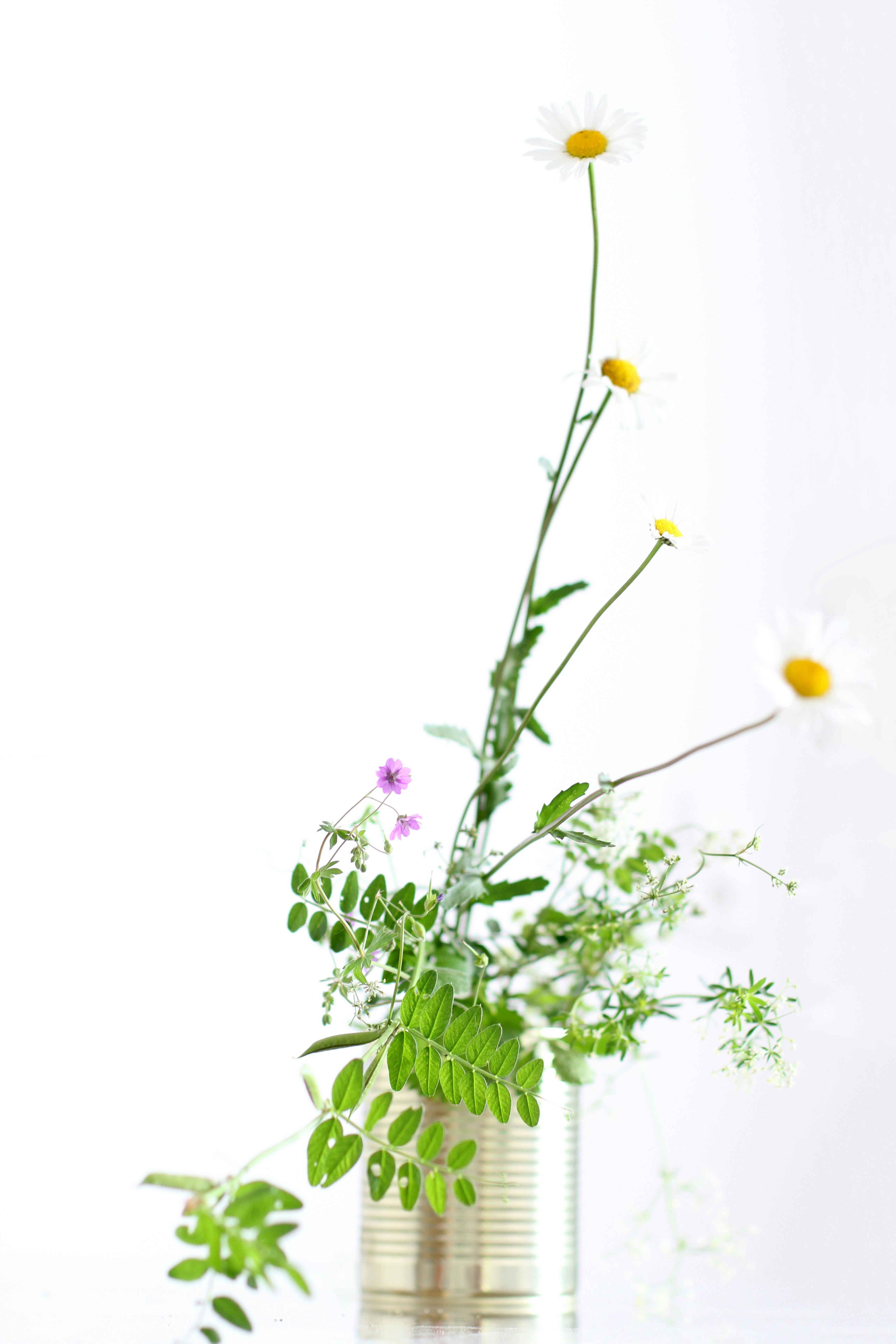 Daisy Wildflower Arrangement in Tin Can — Phone Backgrounds