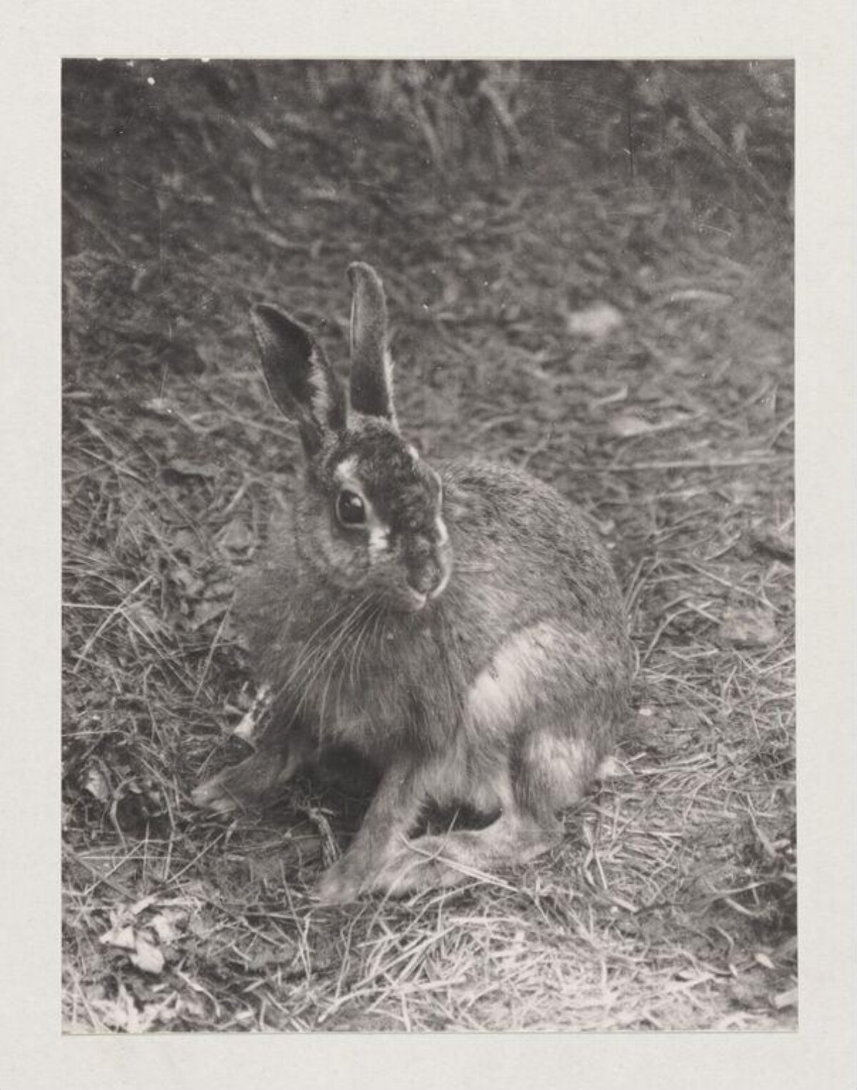 Black and White Photo of a Hare