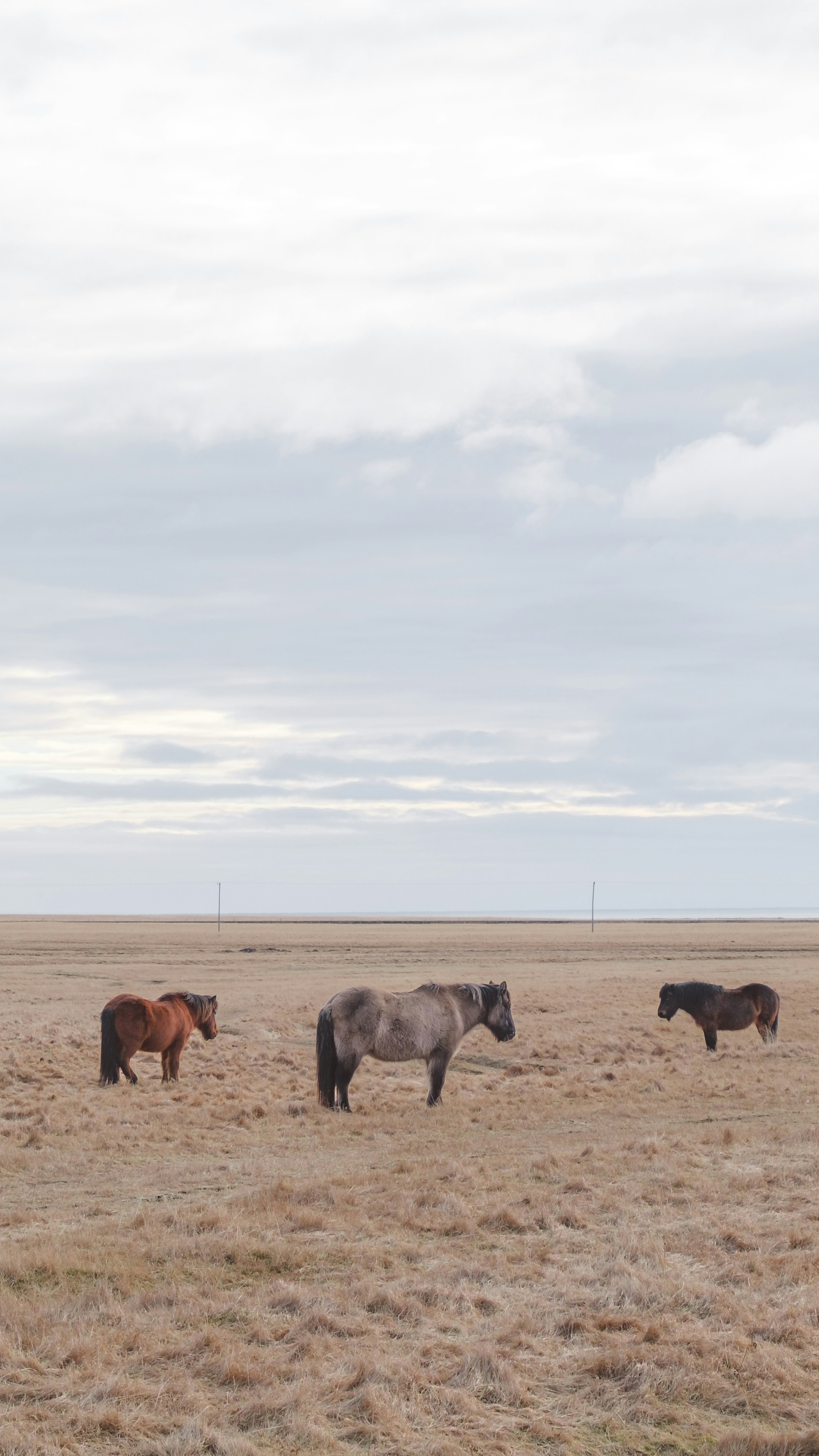 Three Horses on Dry Open Plain