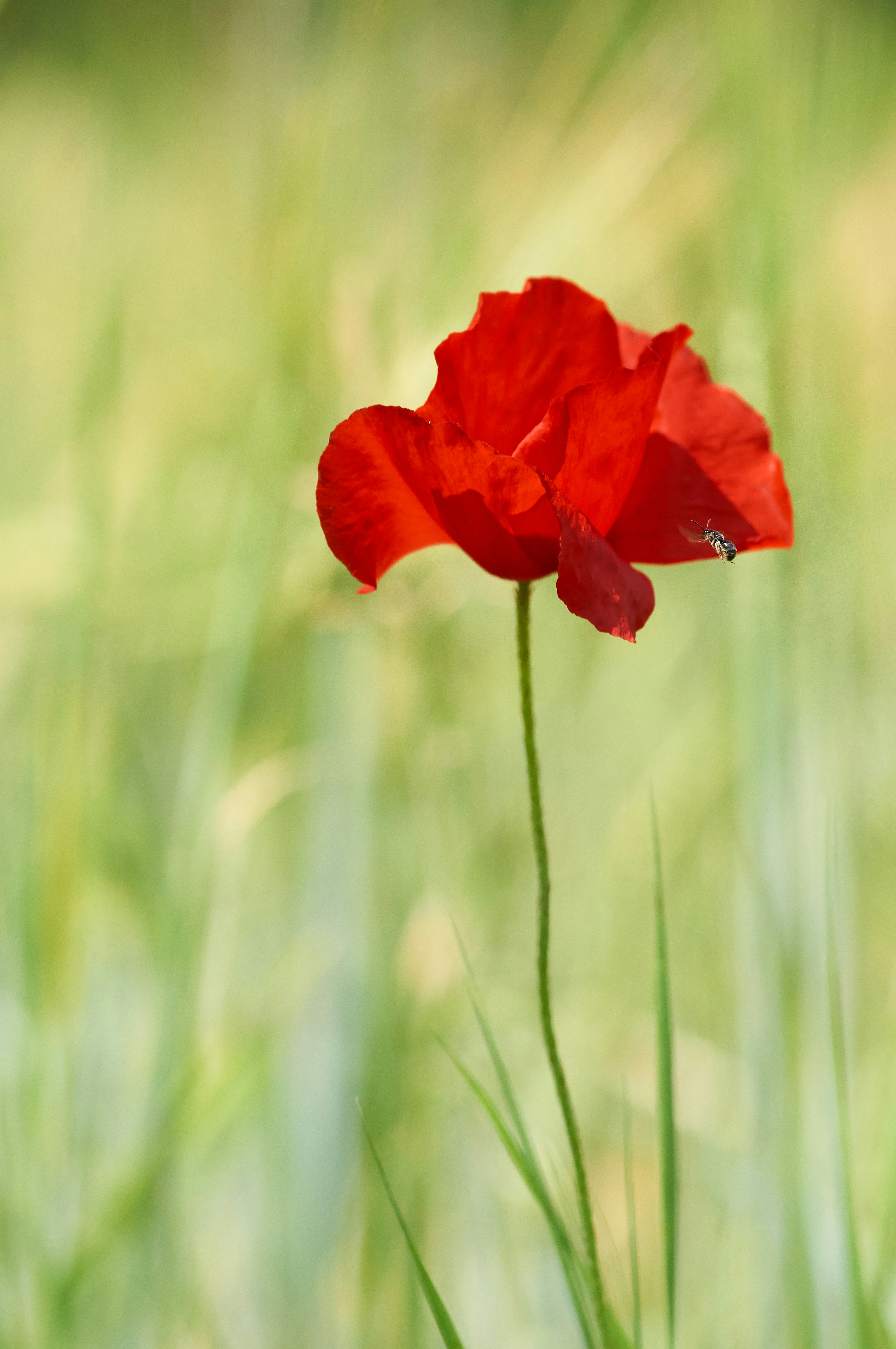 Red Poppy With Hovering Bee