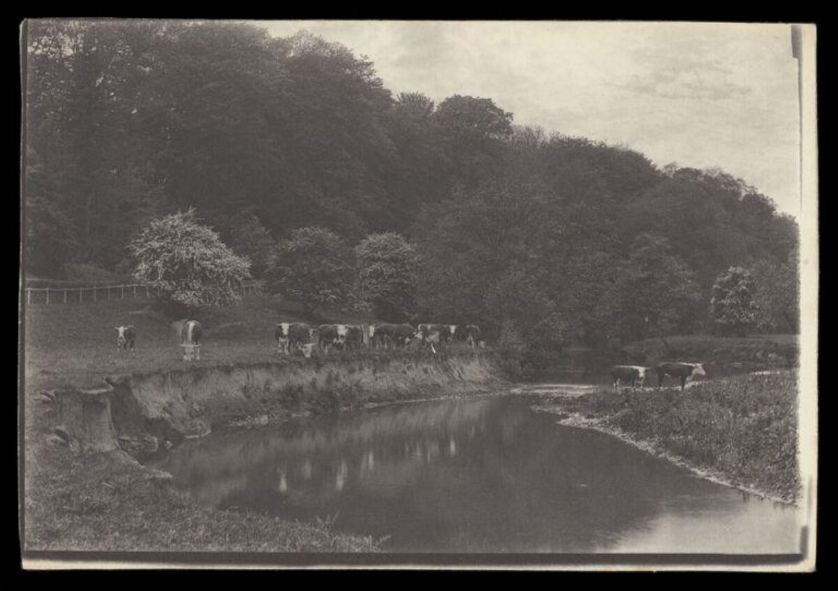 Cows Grazing by River Bank