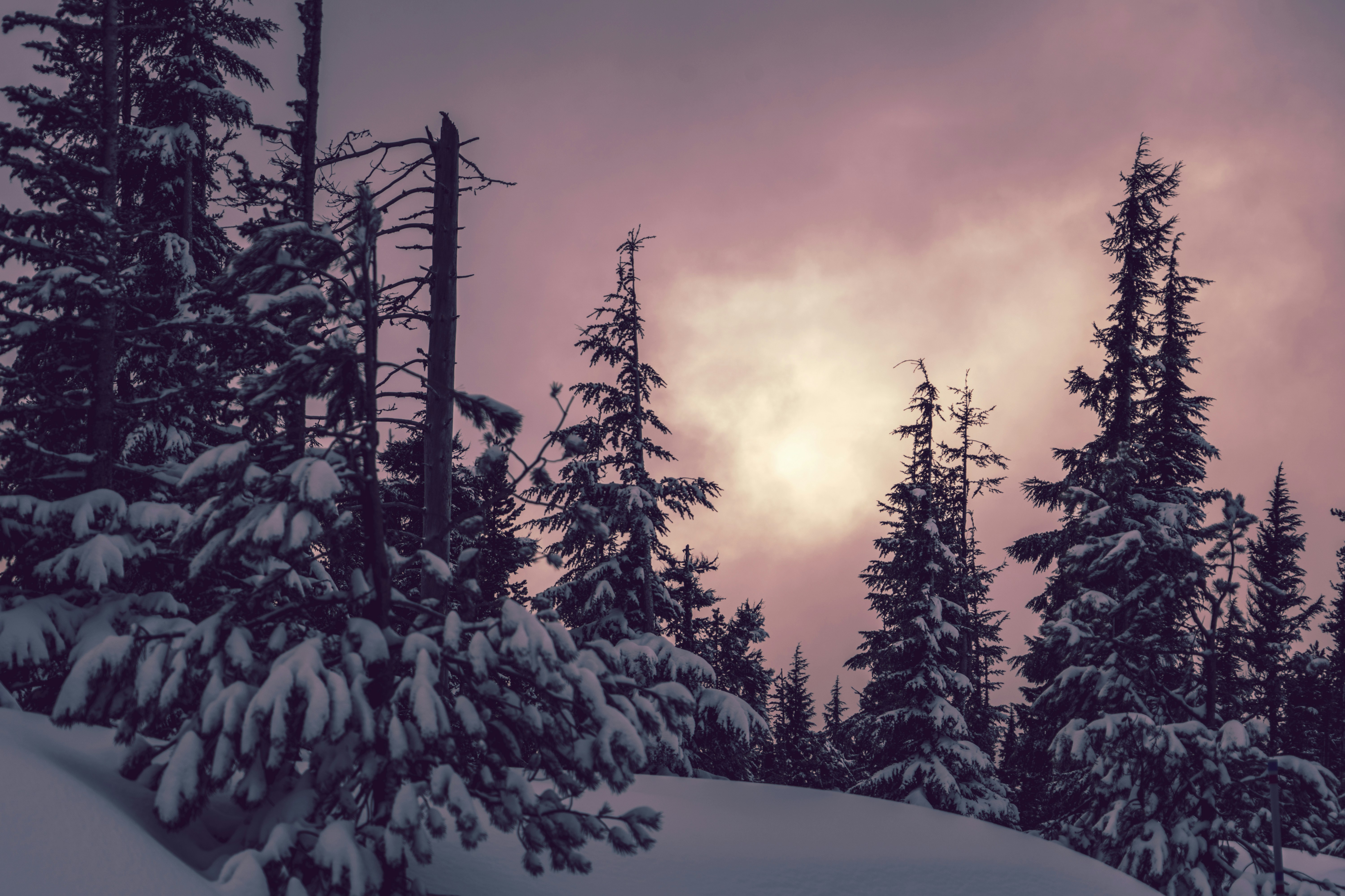 Snow-covered Coniferous Forest at Dusk
