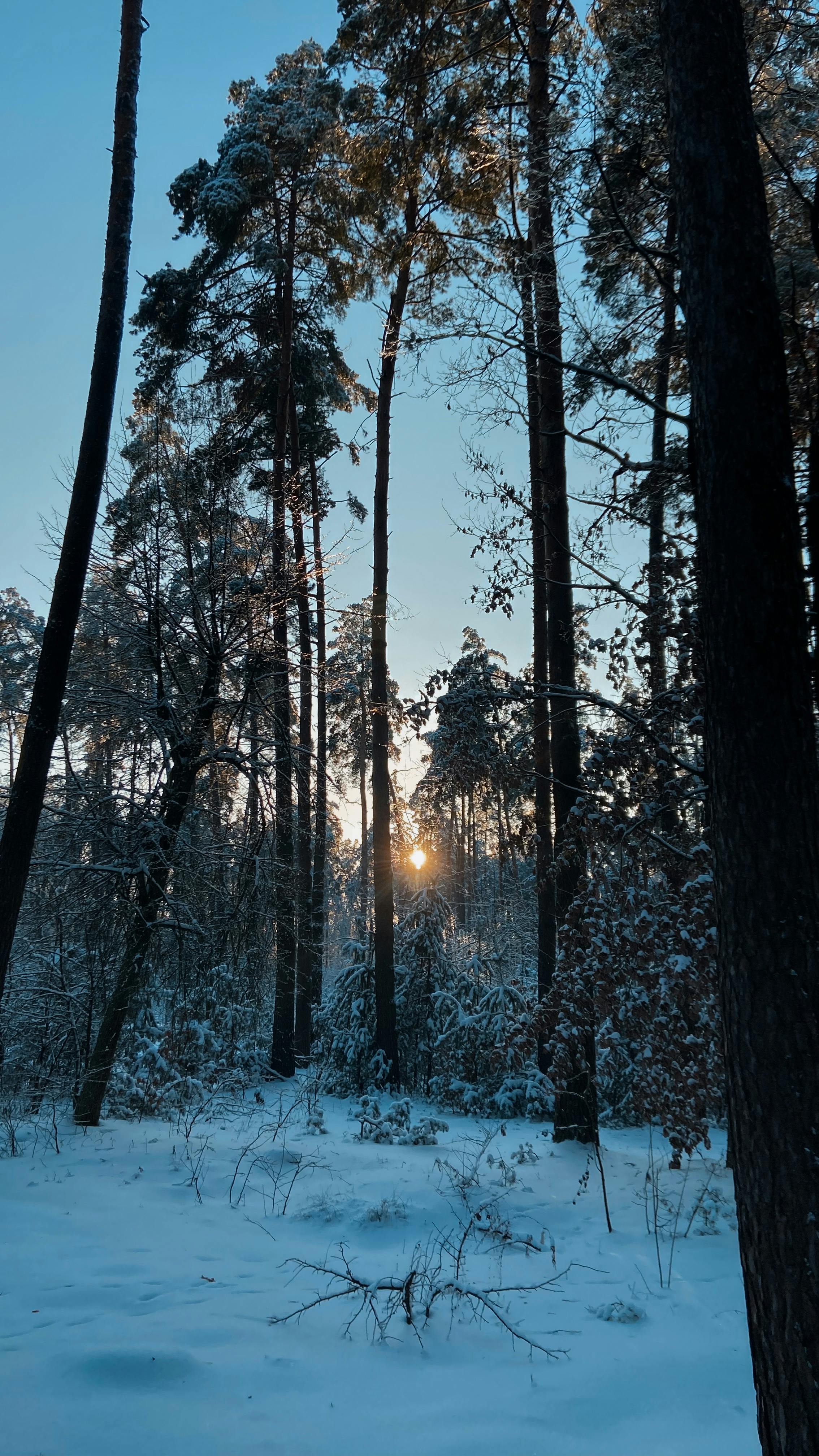 Sunrise in Snowy Winter Forest
