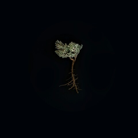 Uprooted Small Shrub on Black Background
