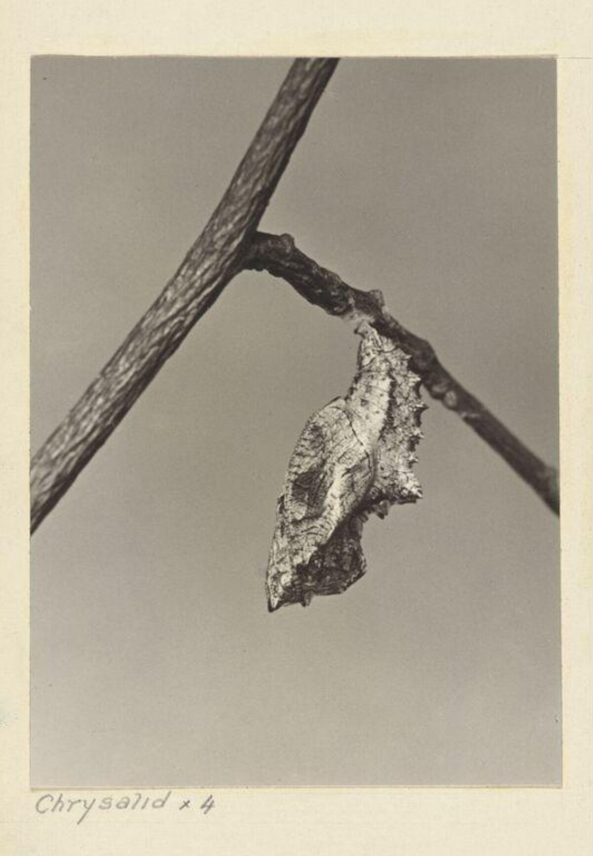 Magnified Chrysalis Hanging on Branch