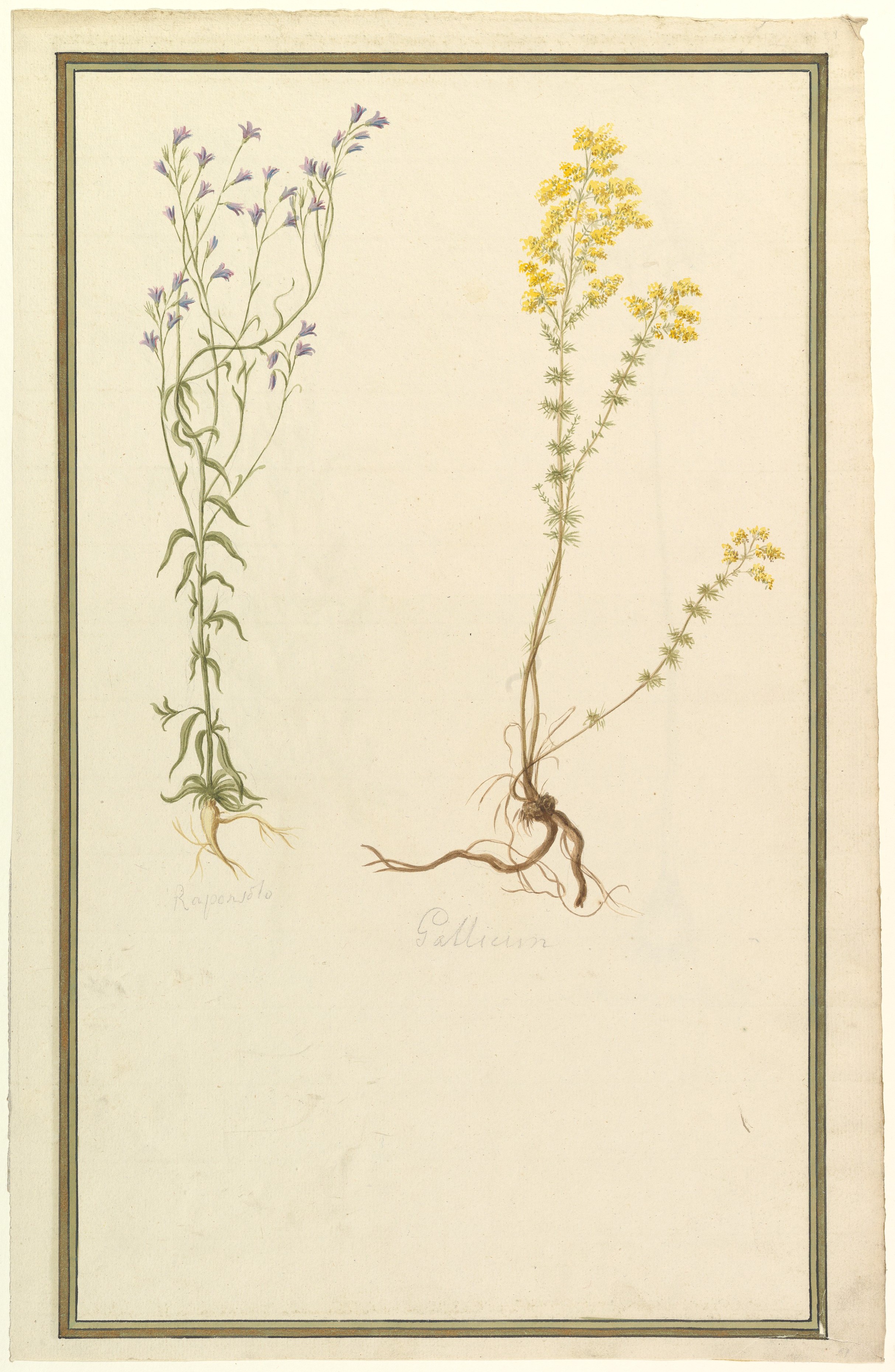 Vintage Botanical Drawing of Two Plants
