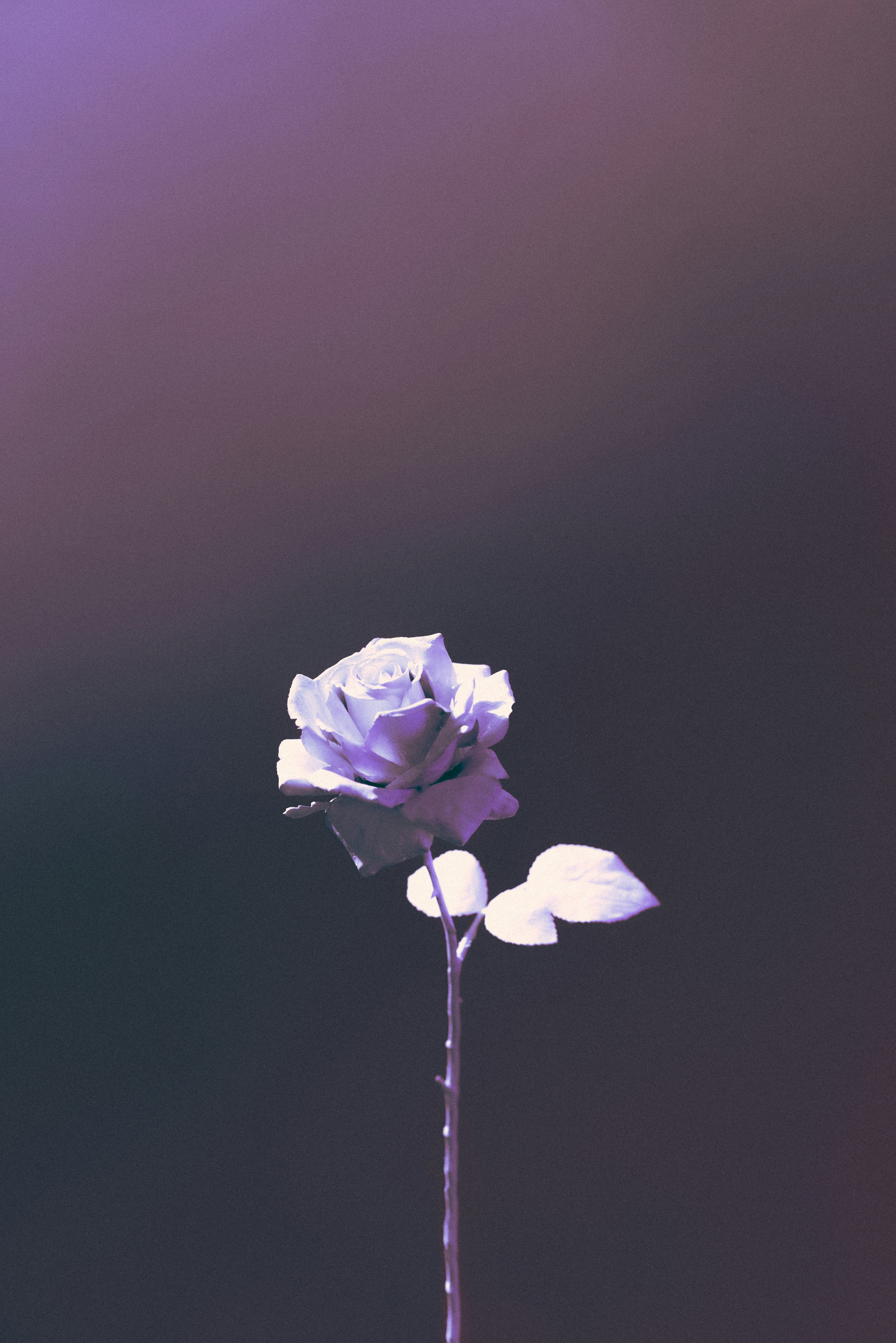 Single Purple Rose