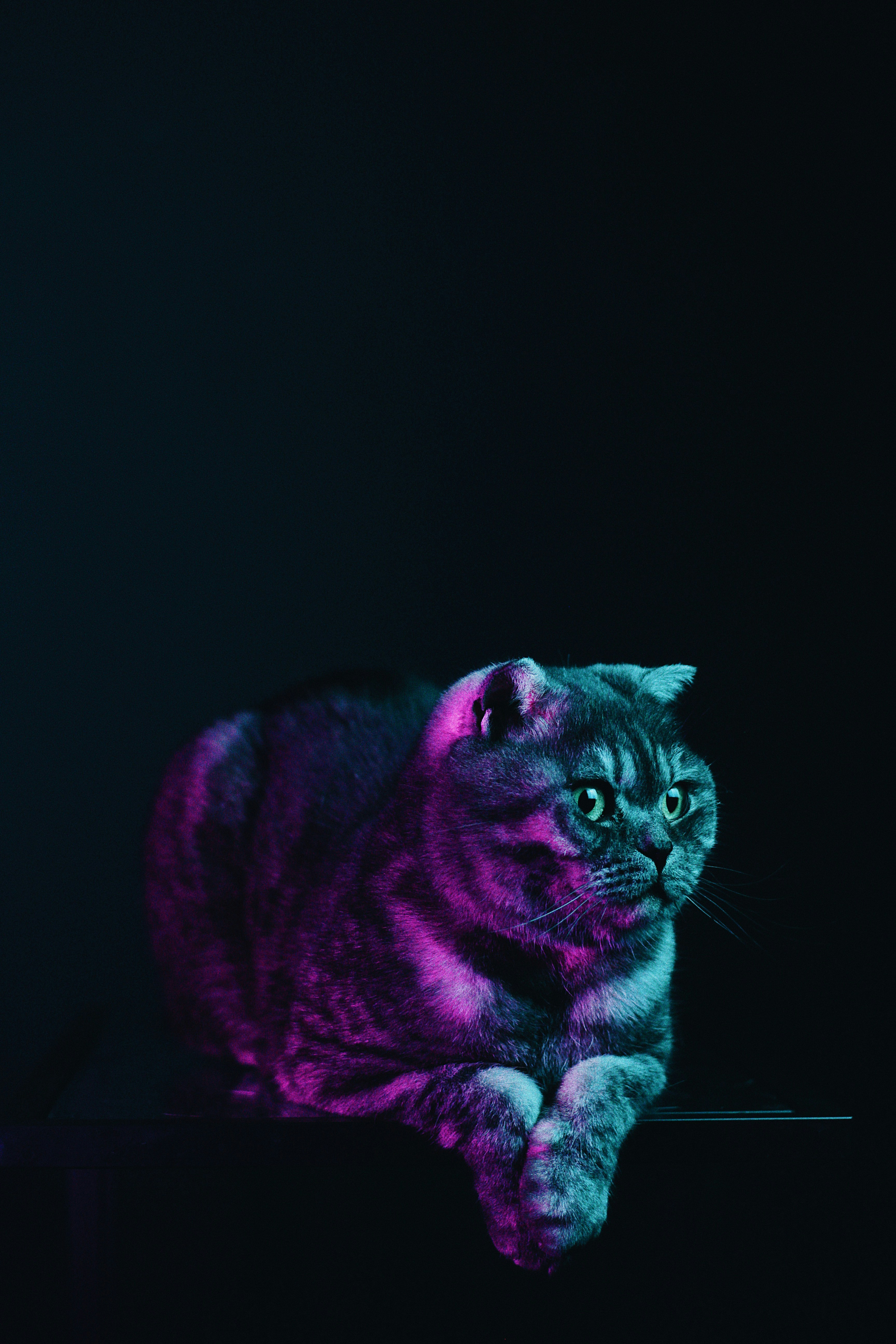 Neon Lit Crouching Cat on Dark Background