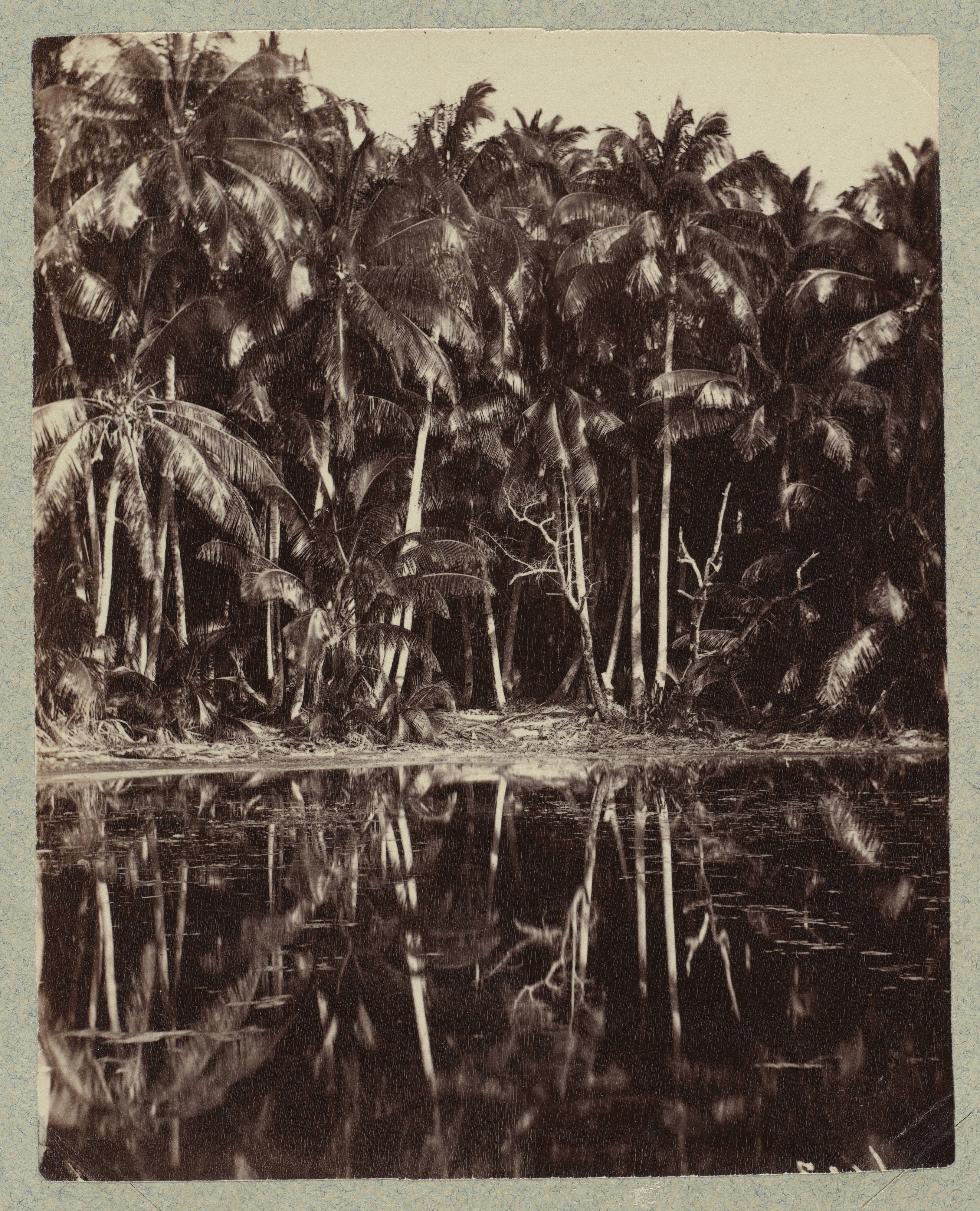 Vintage Coconut Palm Grove by Water