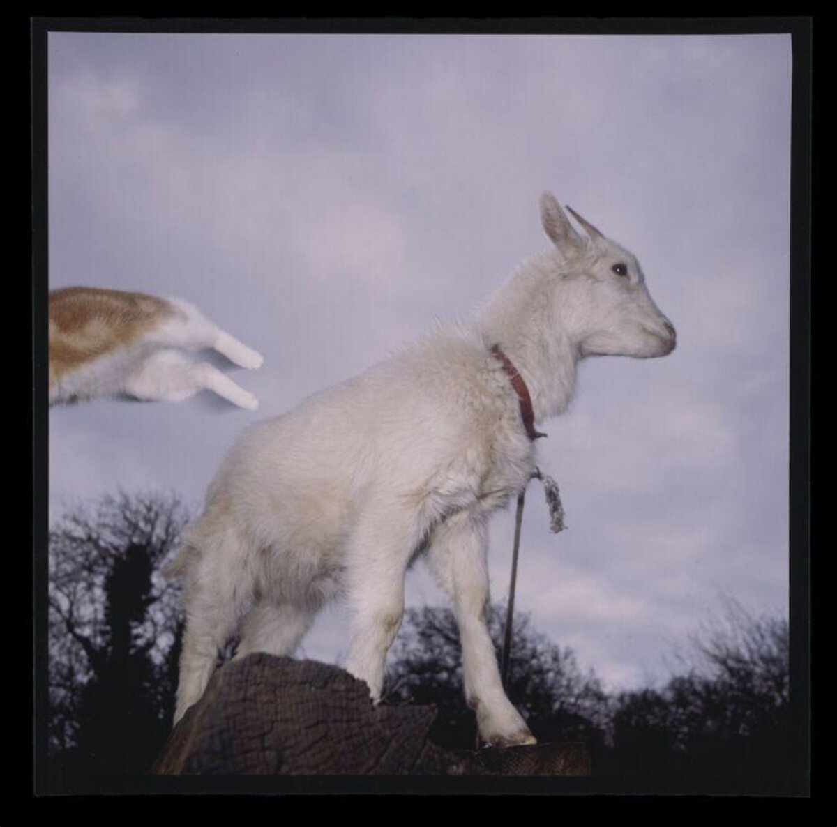 White Goat Standing on Tree Stump