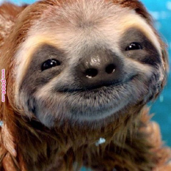 Close Up of a Smiling Sloth