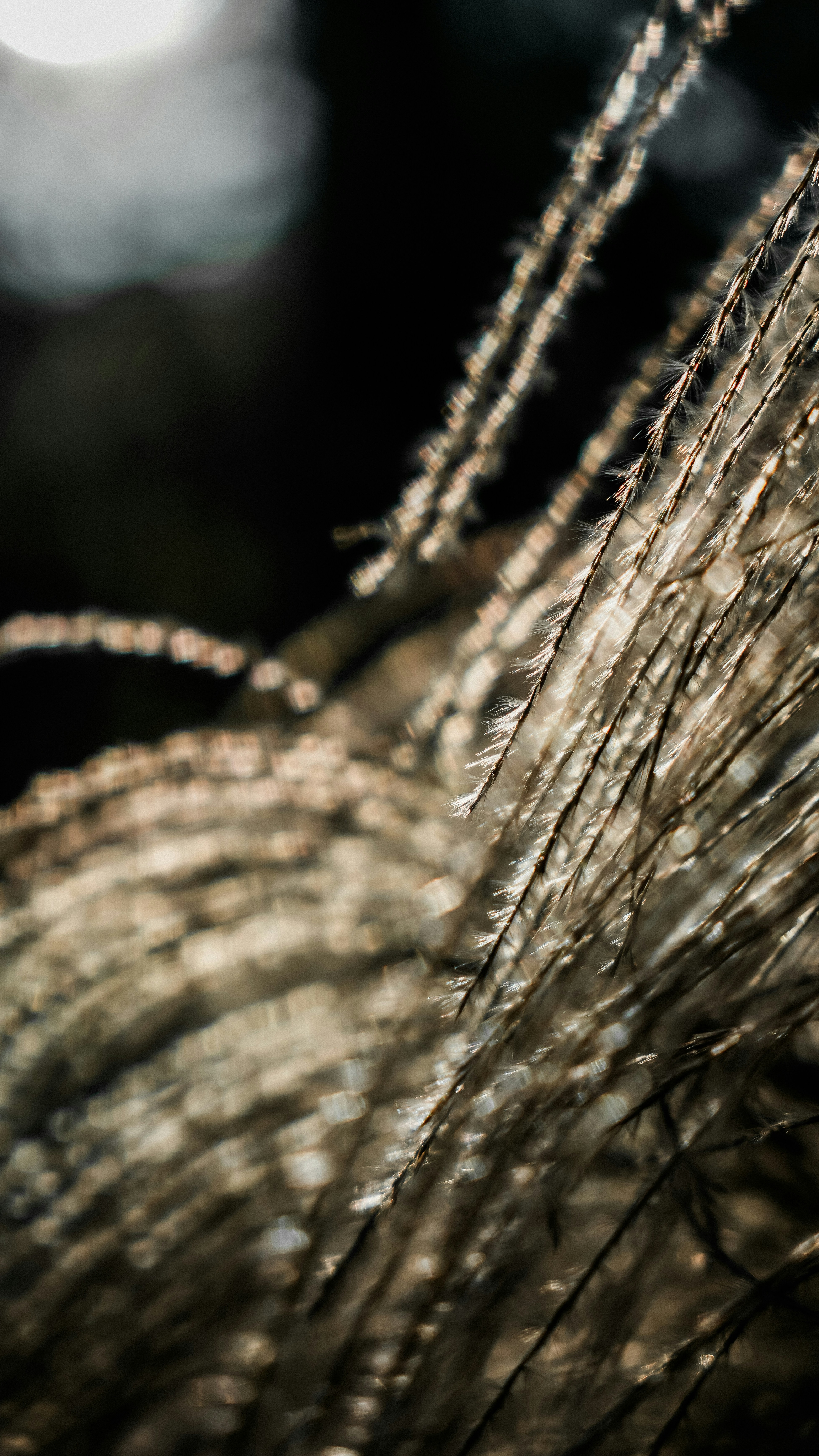 Backlit Ornamental Grass Close Up